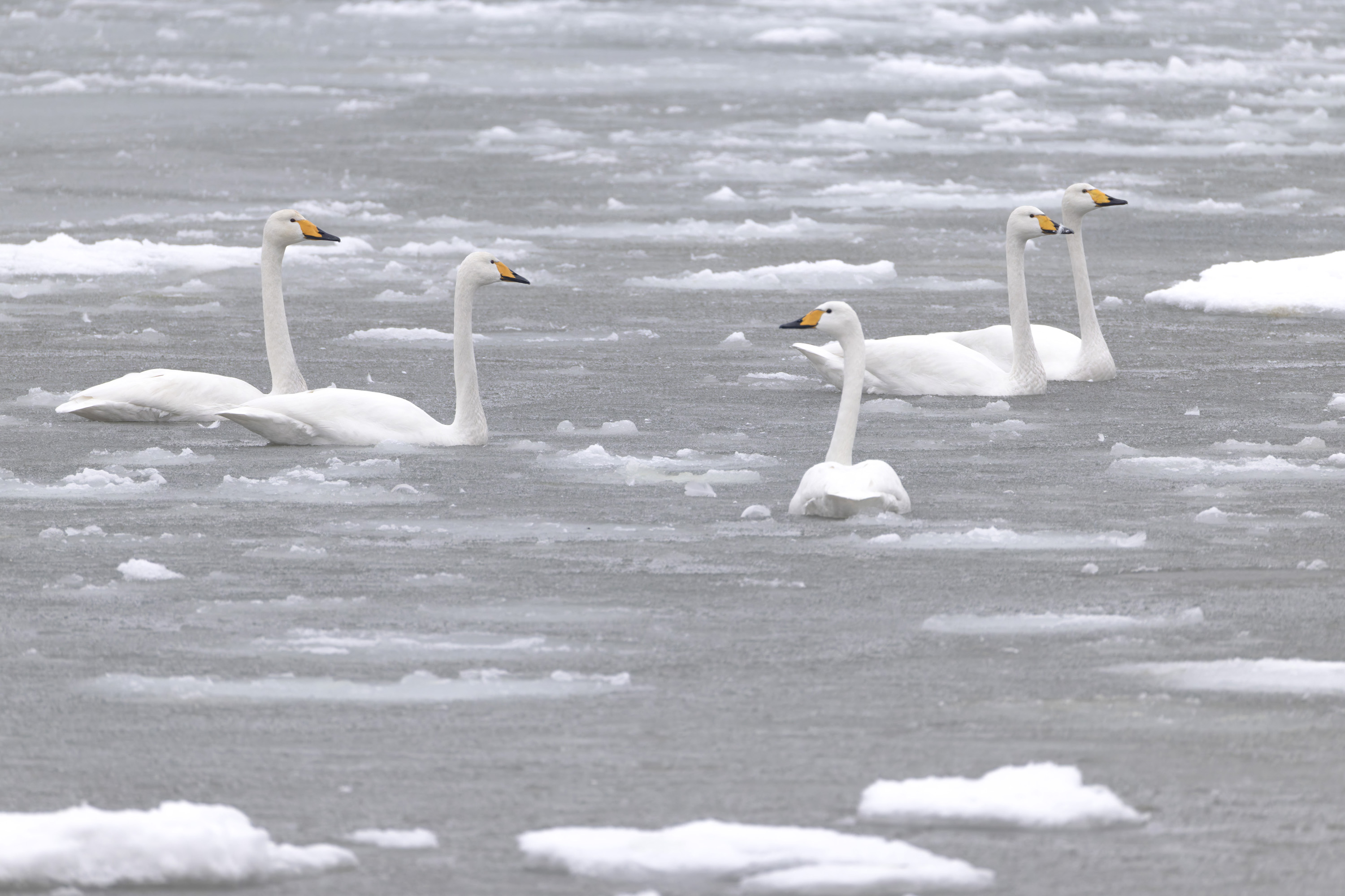 Winter, hard days for our feathered friends