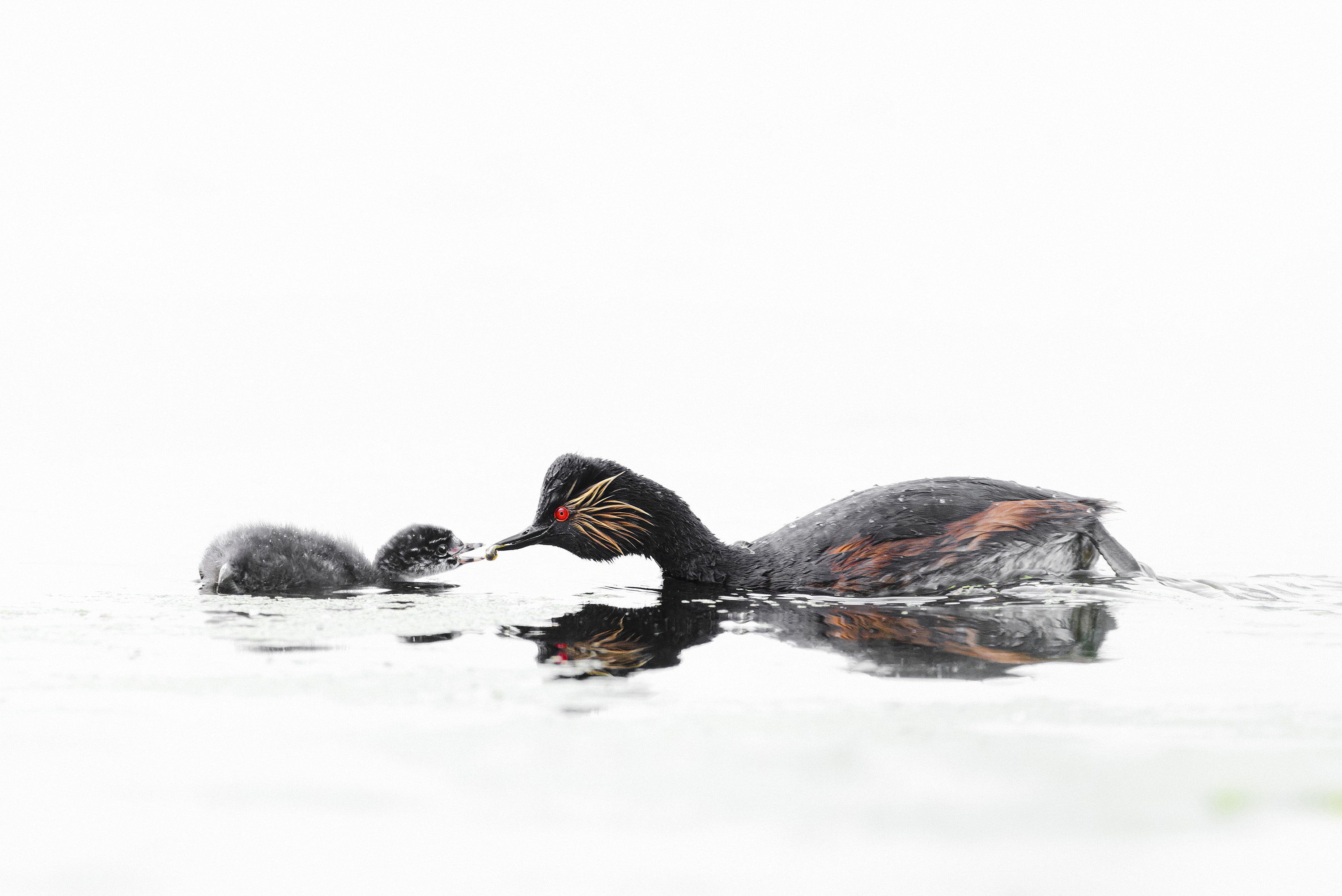 Protezione dalle intemperie, dalla pioggia e dalla polvere per fotografi di animali