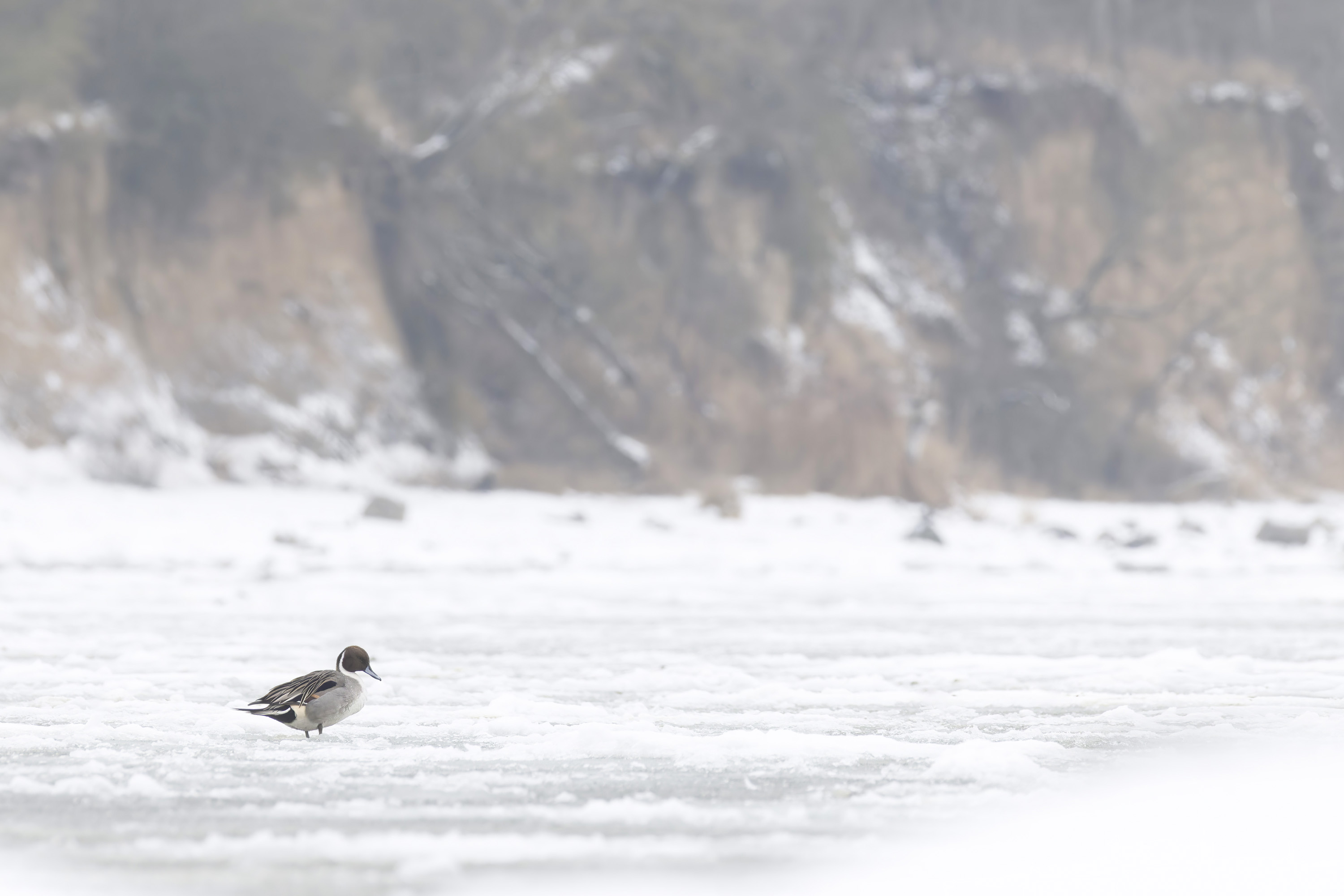 Winter, hard days for our feathered friends