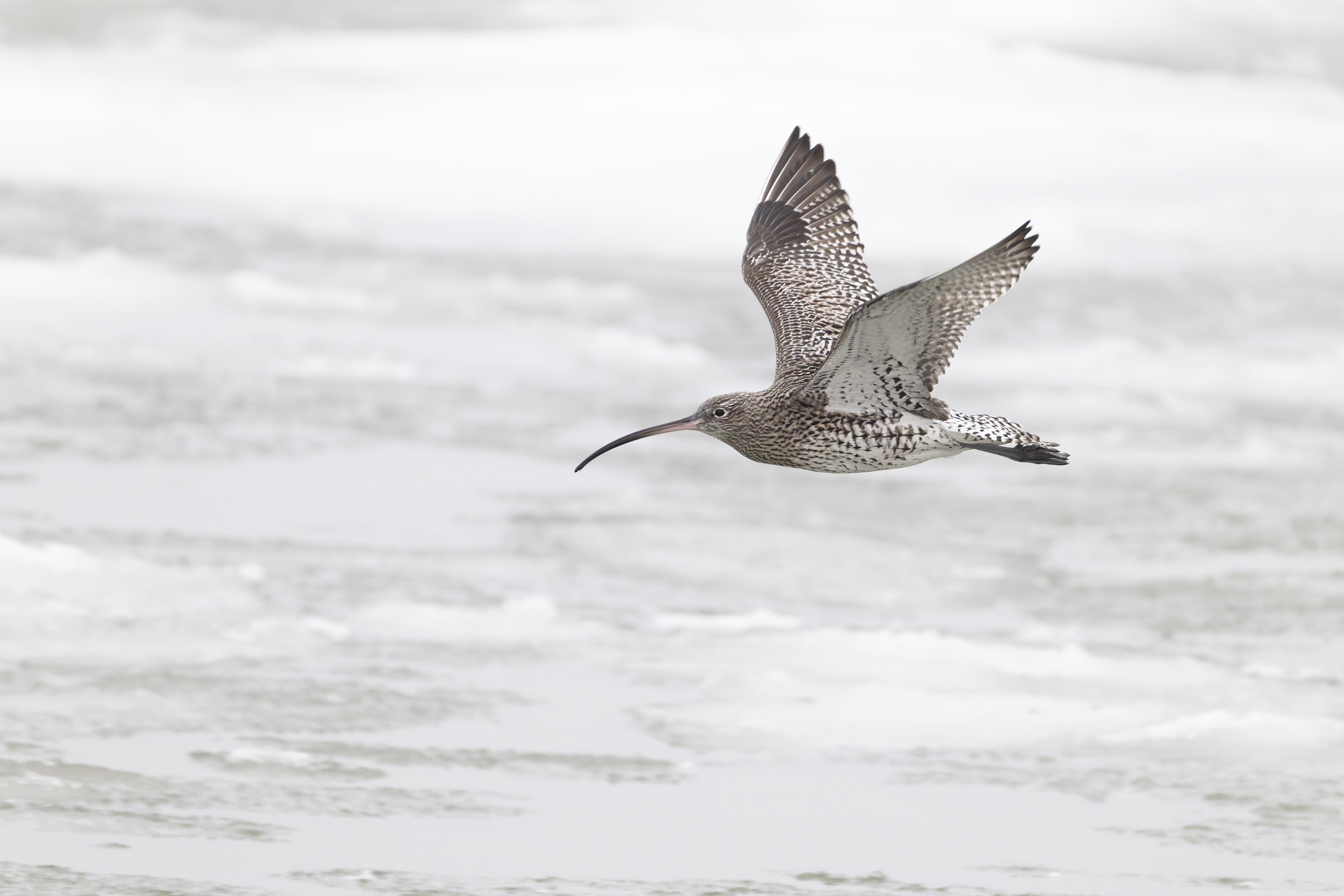 Winter, hard days for our feathered friends