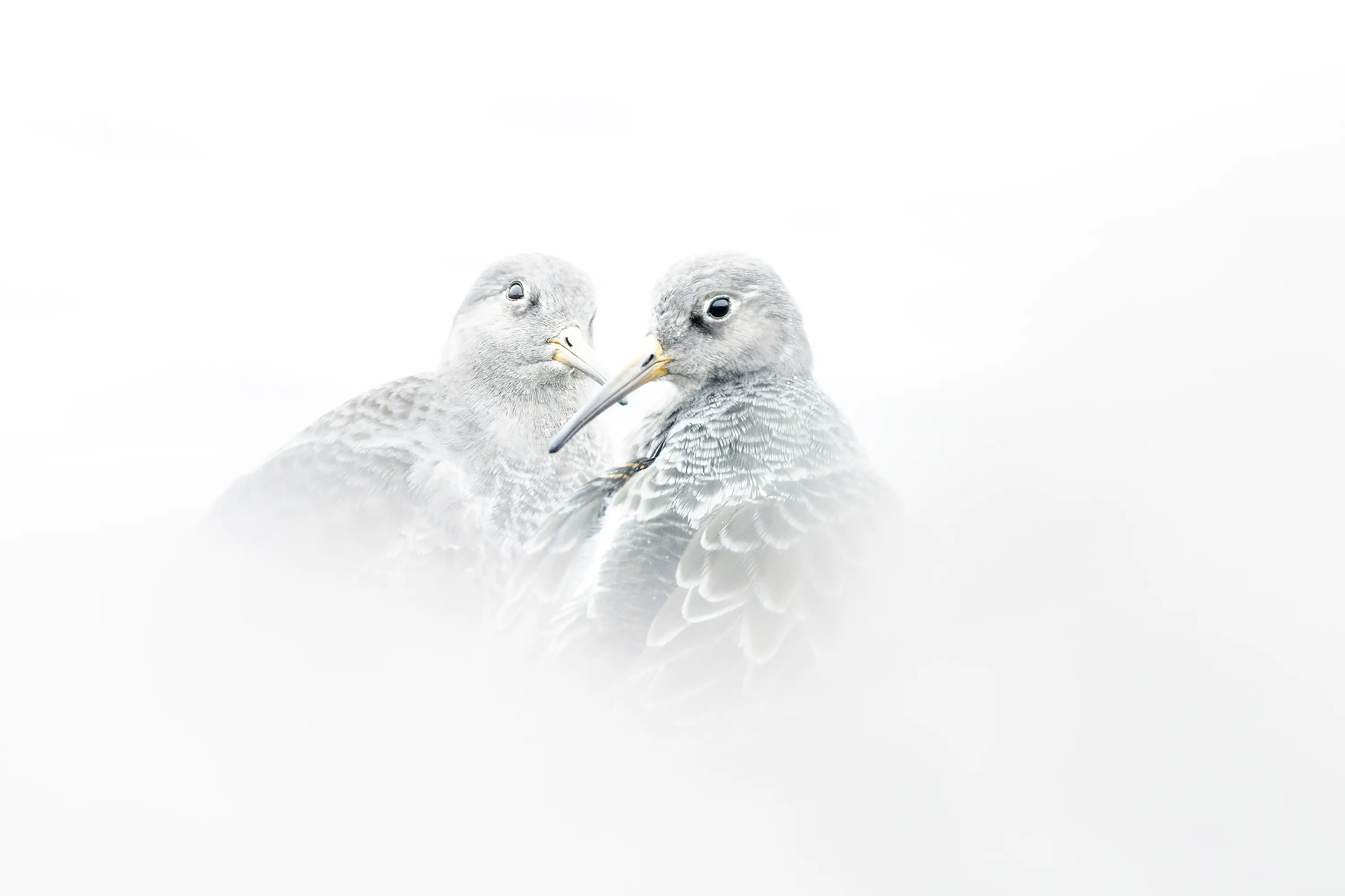 Unsere modularen Objektiv-Ersatzfüße mit Arca Profil und QD Gurtaufnahme