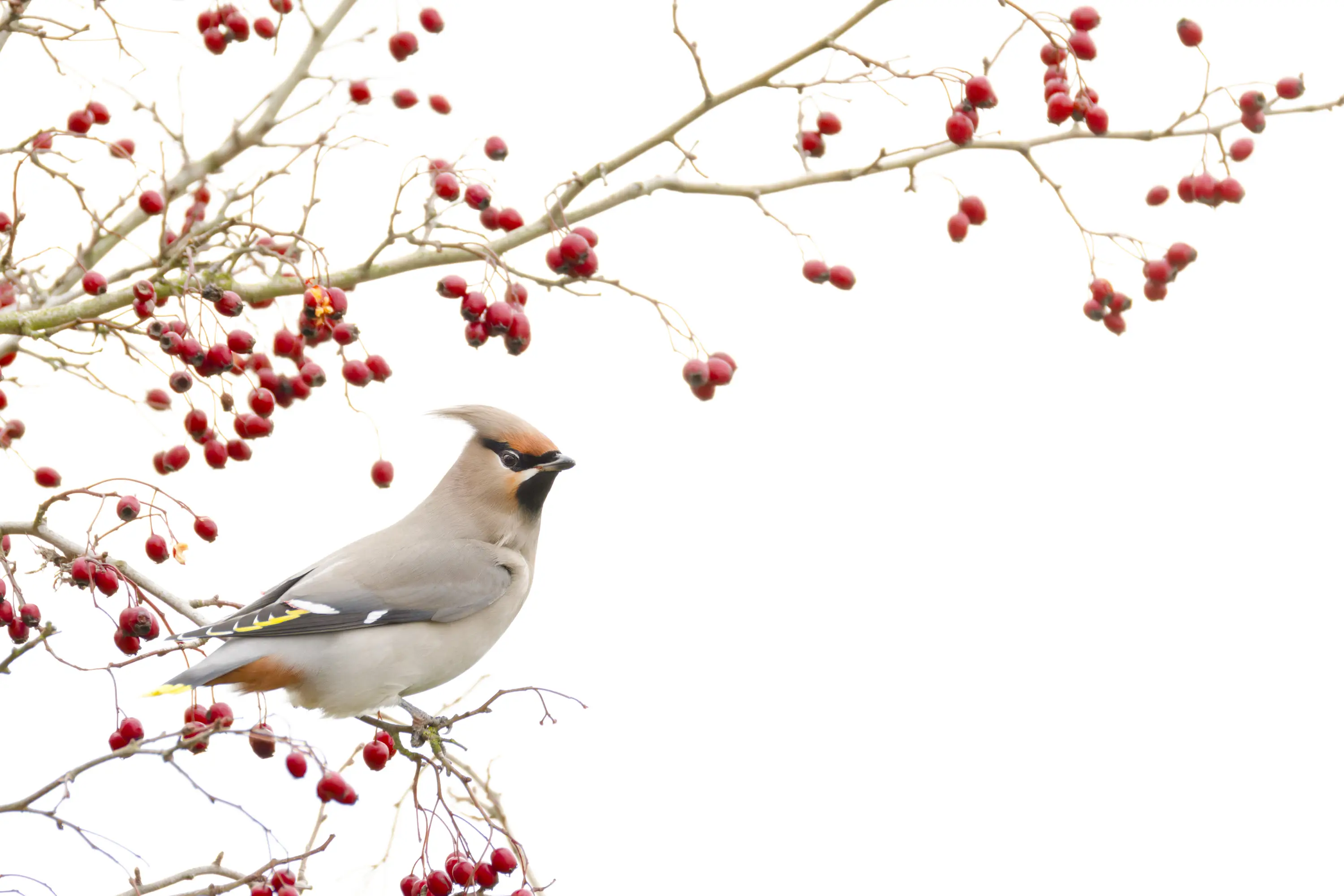 FAQ zum Flexshooter Stativkopf