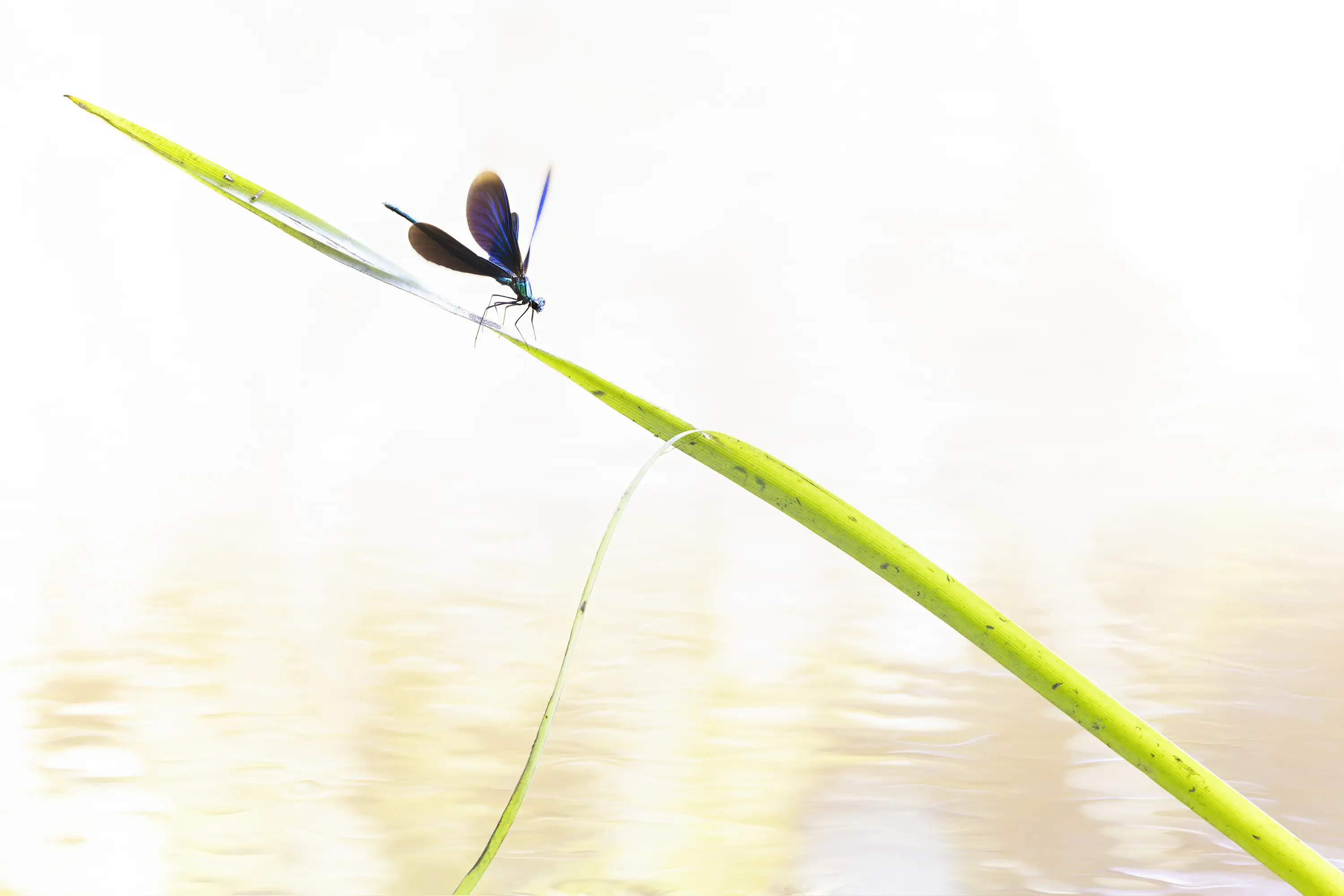 Was passt auf meinen Flexshooter?