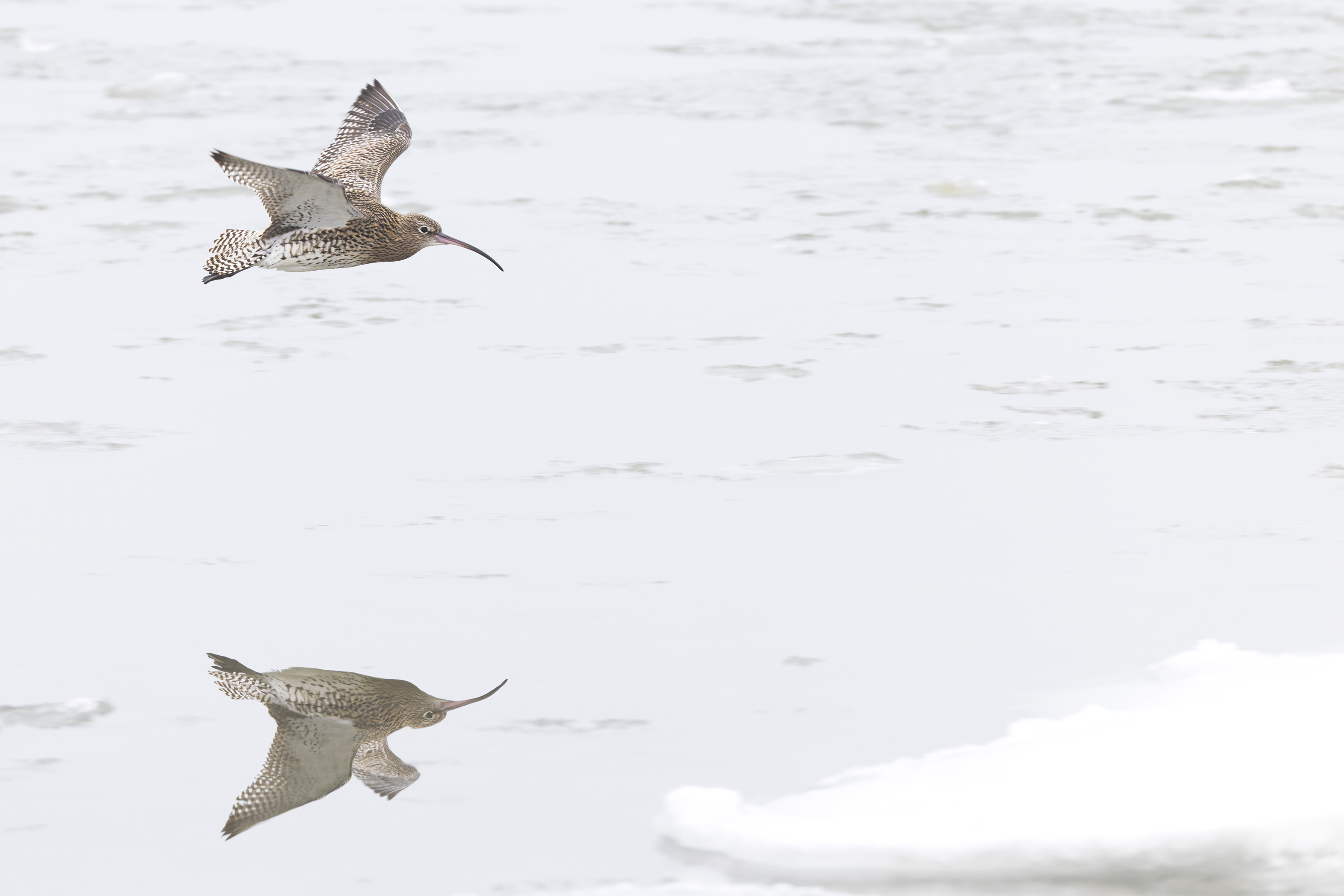 Winter, hard days for our feathered friends