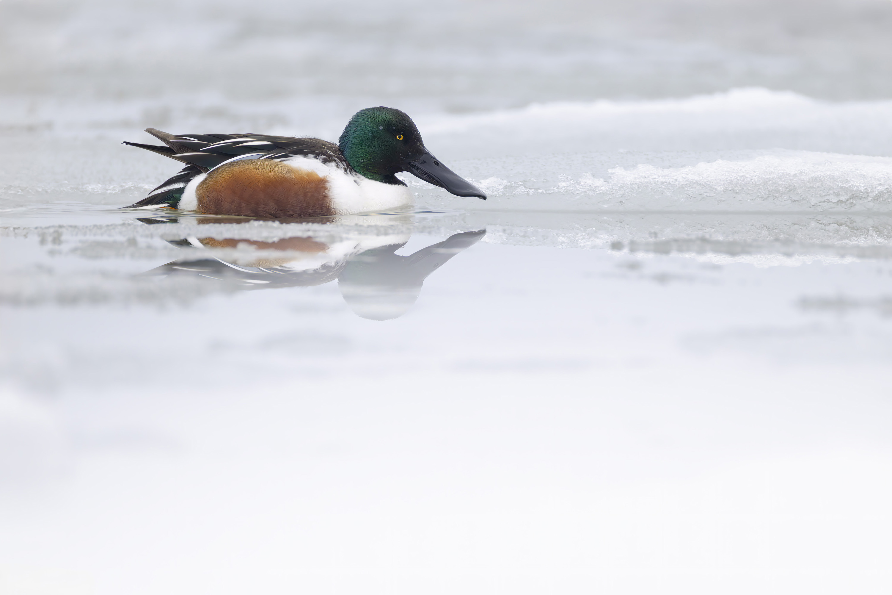 Winter, hard days for our feathered friends