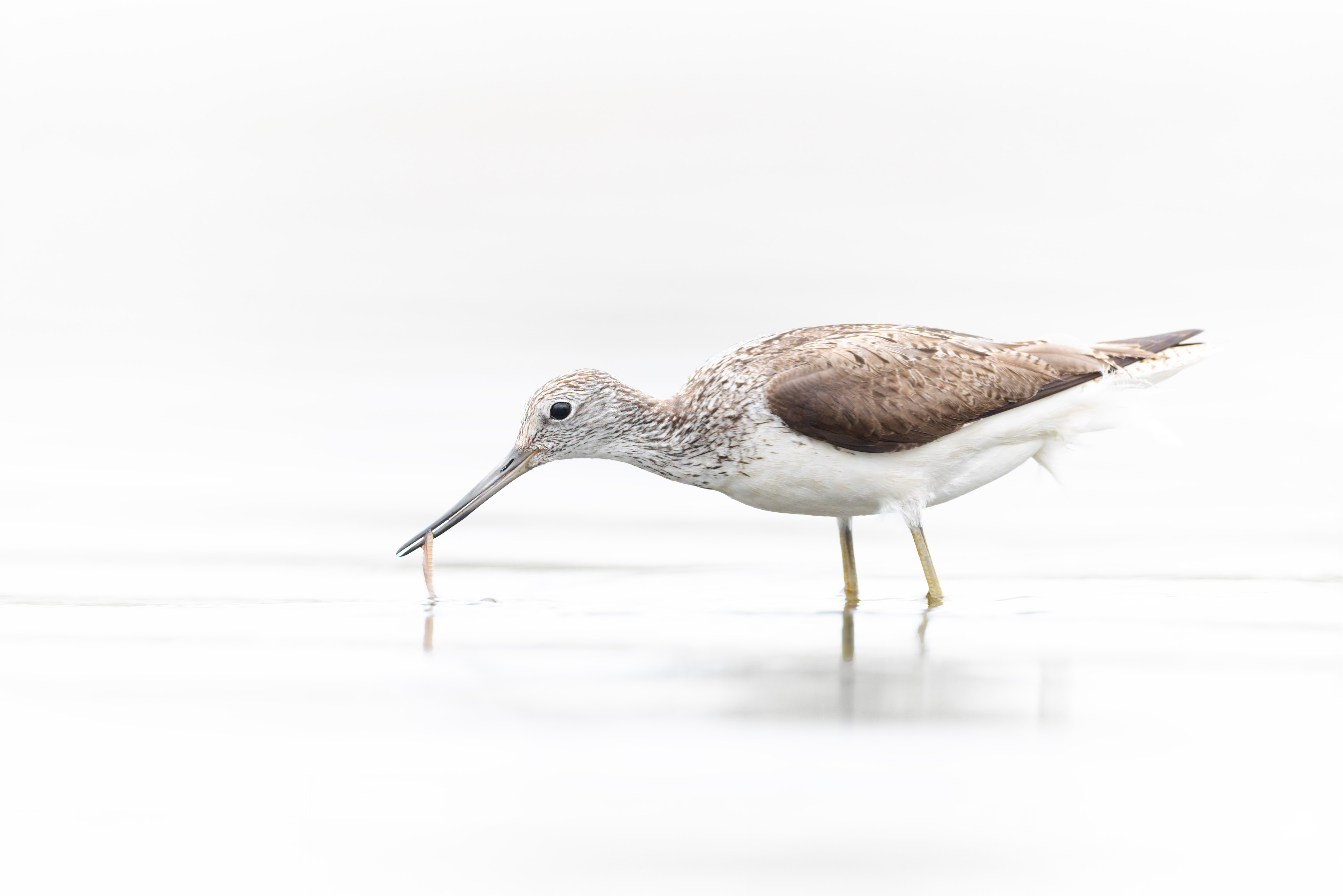 Vogelzug...  oder Fotografie im Liegen
