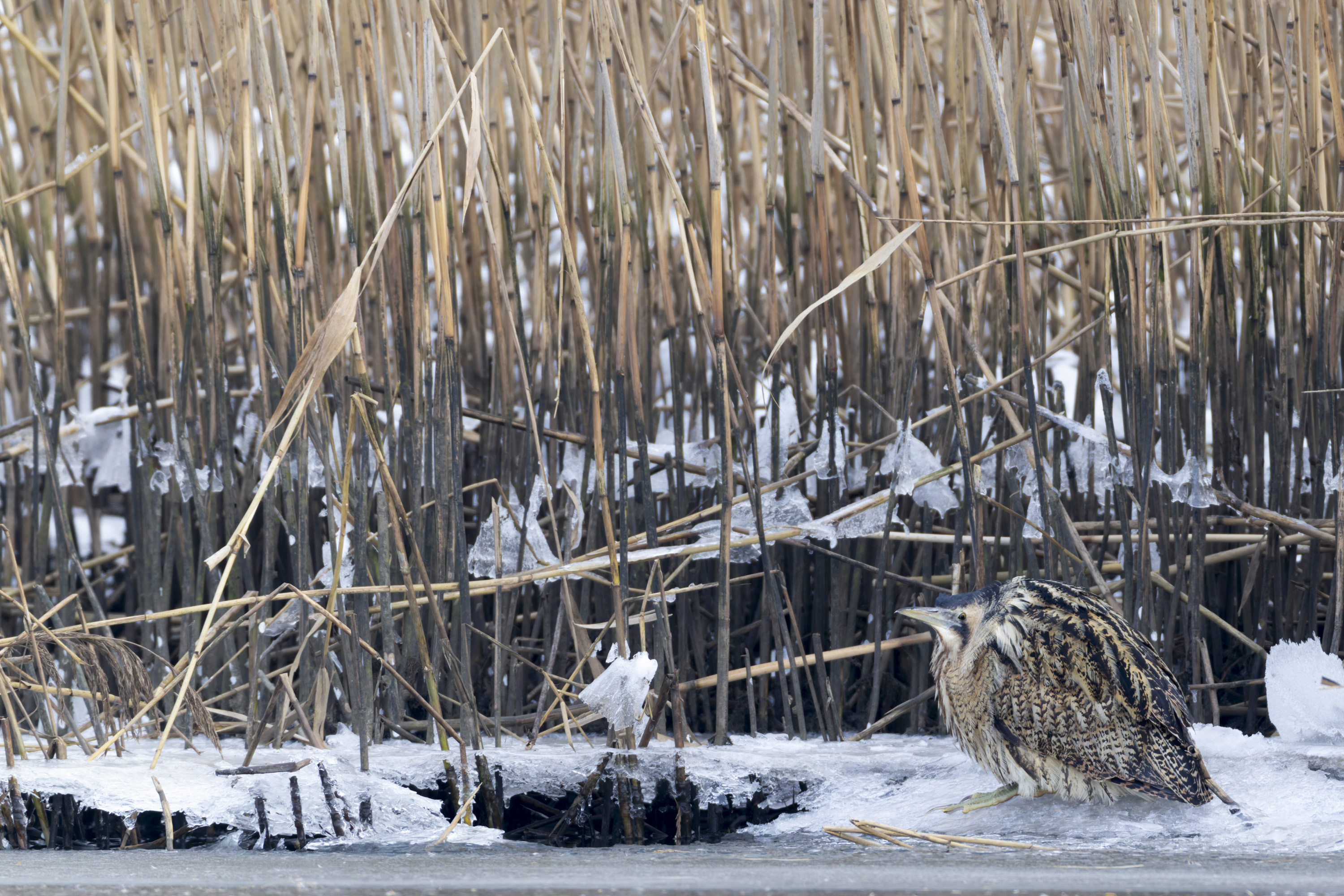 La funda adecuada para tu trípode