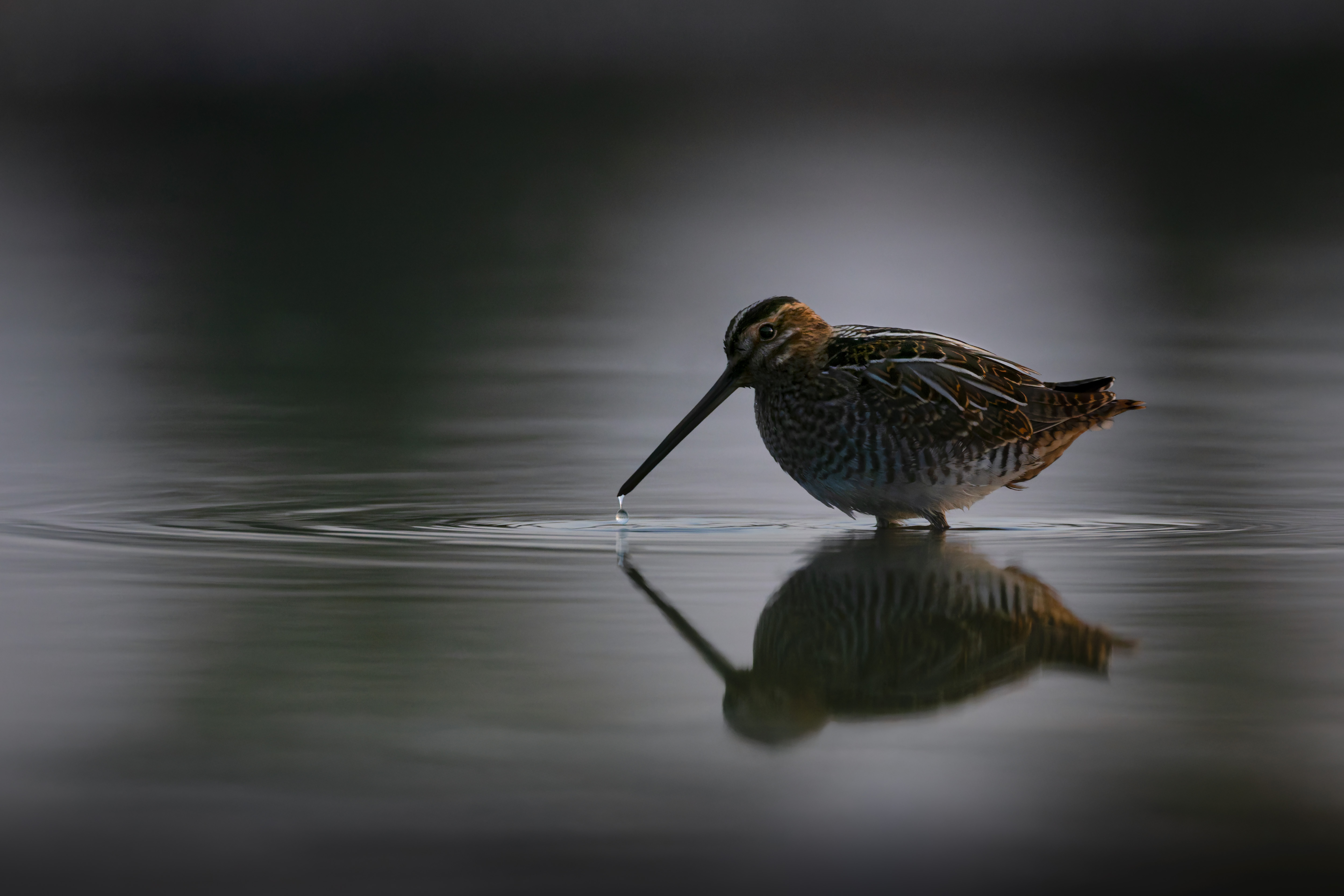 Vogelzug...  oder Fotografie im Liegen