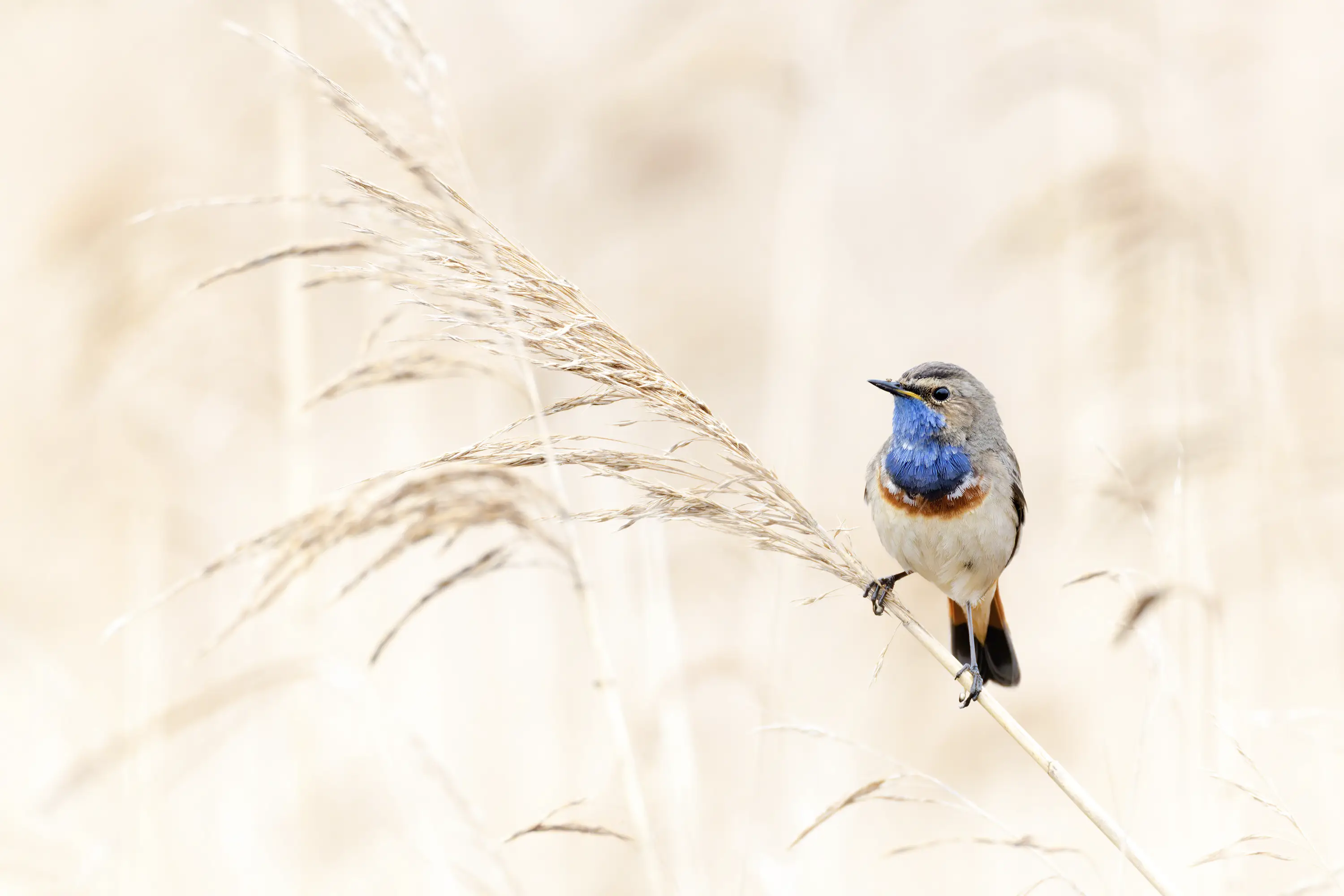 Was passt auf meinen Flexshooter?