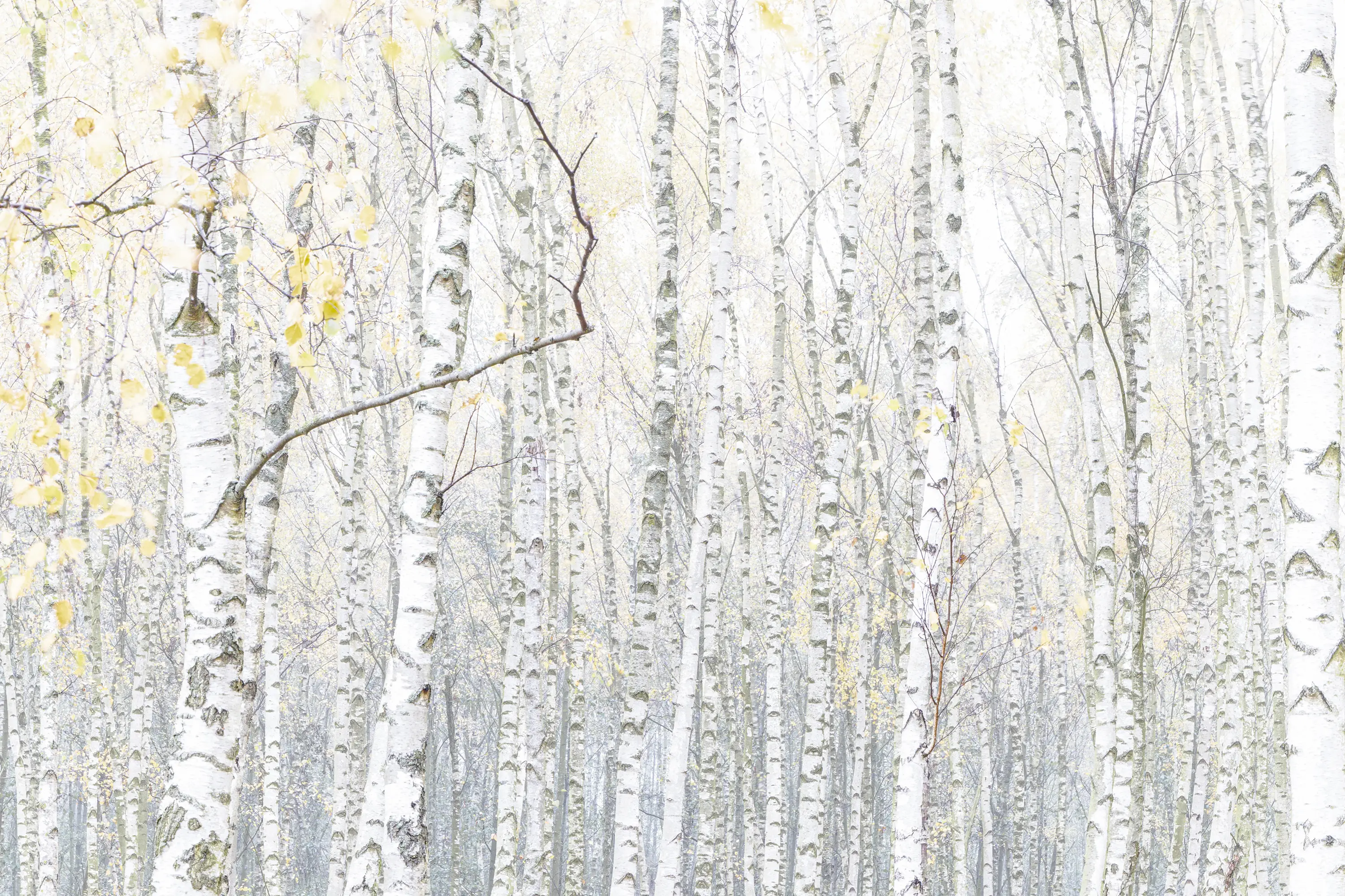 Was passt auf meinen Flexshooter?