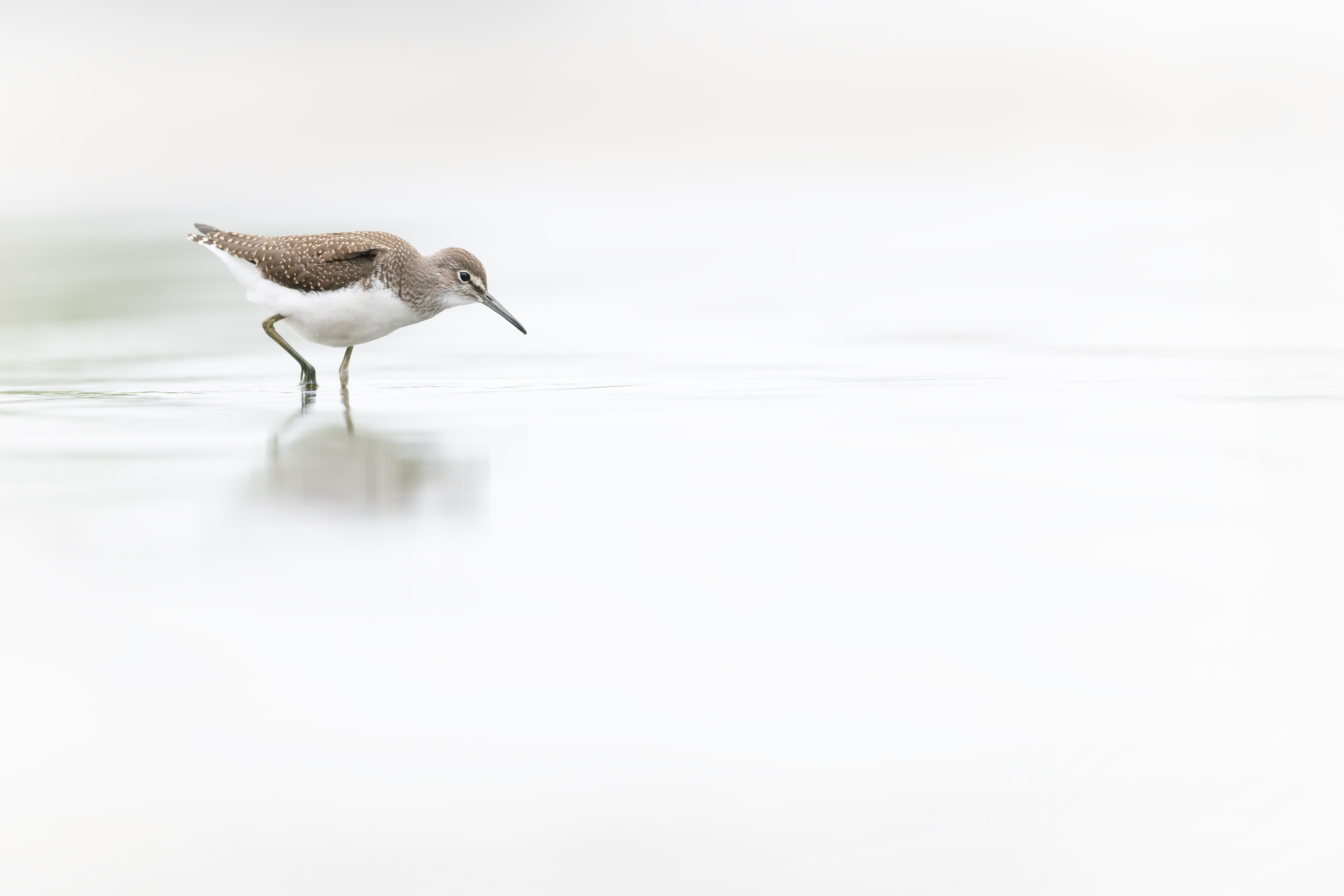 Vogelzug...  oder Fotografie im Liegen