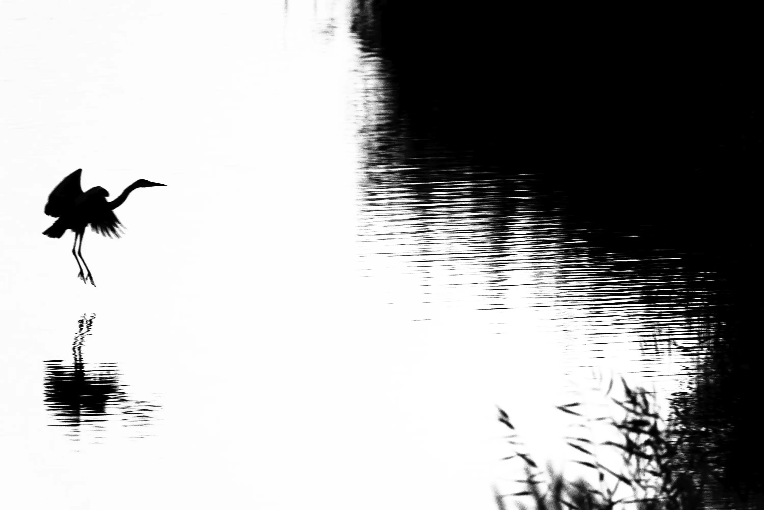 Connected - Straps for tripod, camera & lens