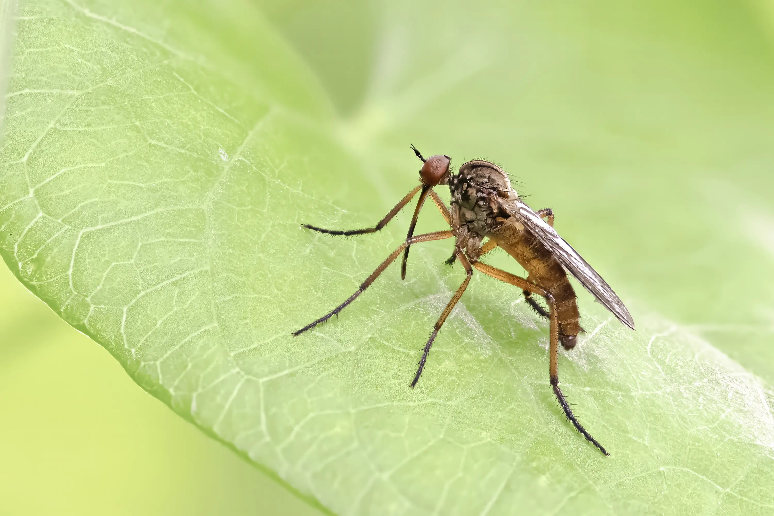 Makrozubehör von Wimberley, die Plamp-Family