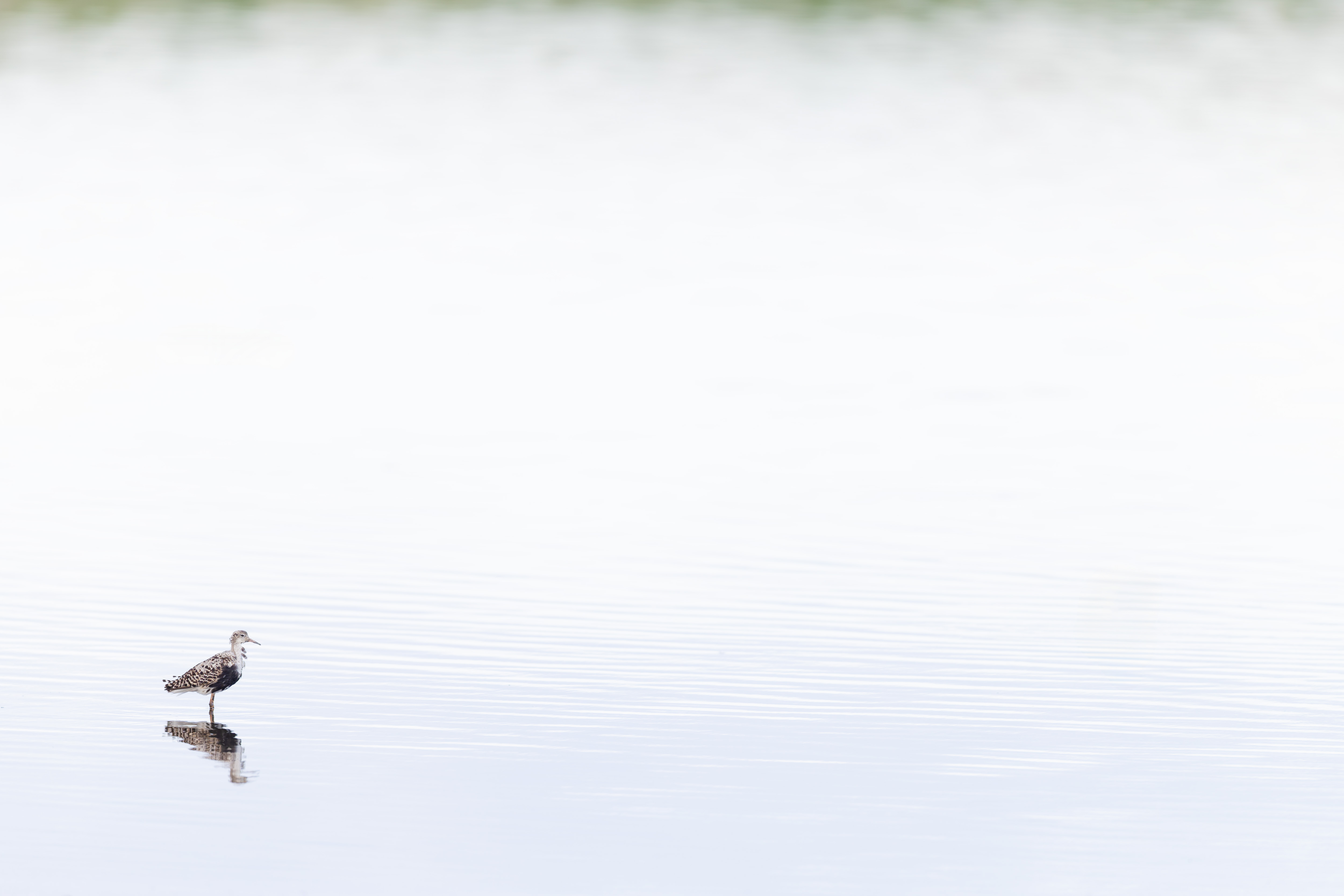 Vogelzug...  oder Fotografie im Liegen