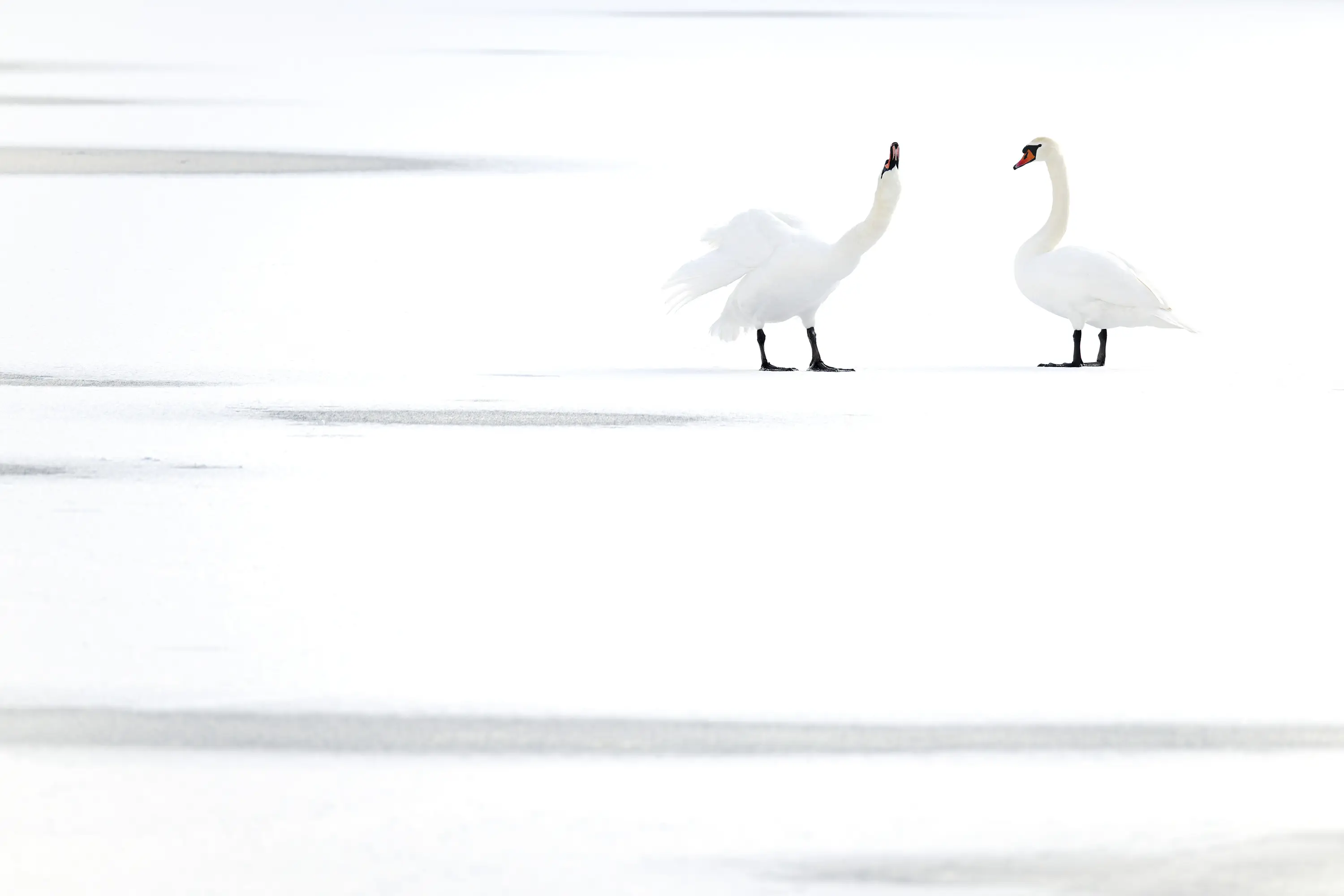 Connected - Straps for tripod, camera & lens