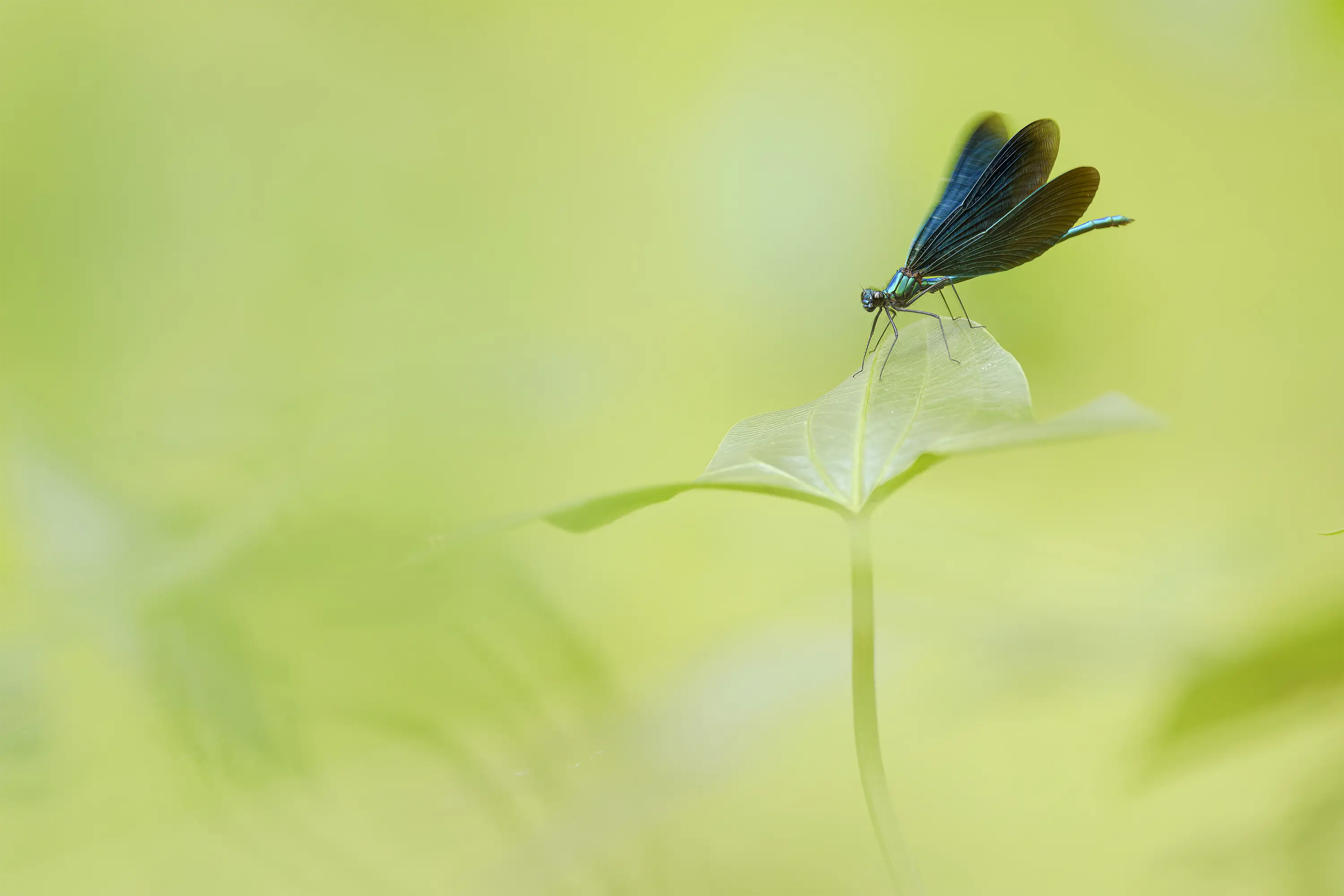 Makrozubehör von Wimberley, die Plamp-Family