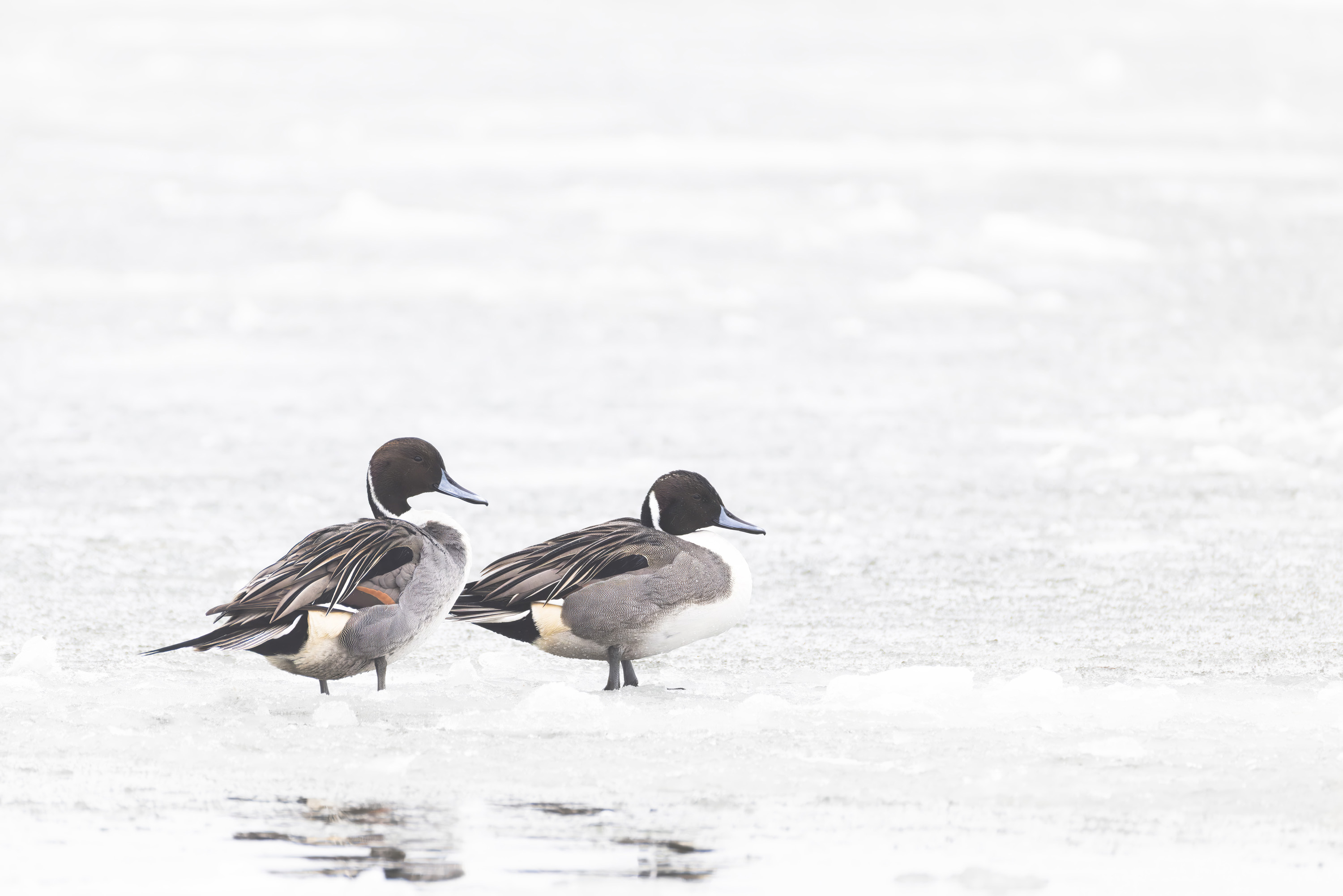 La funda adecuada para tu trípode