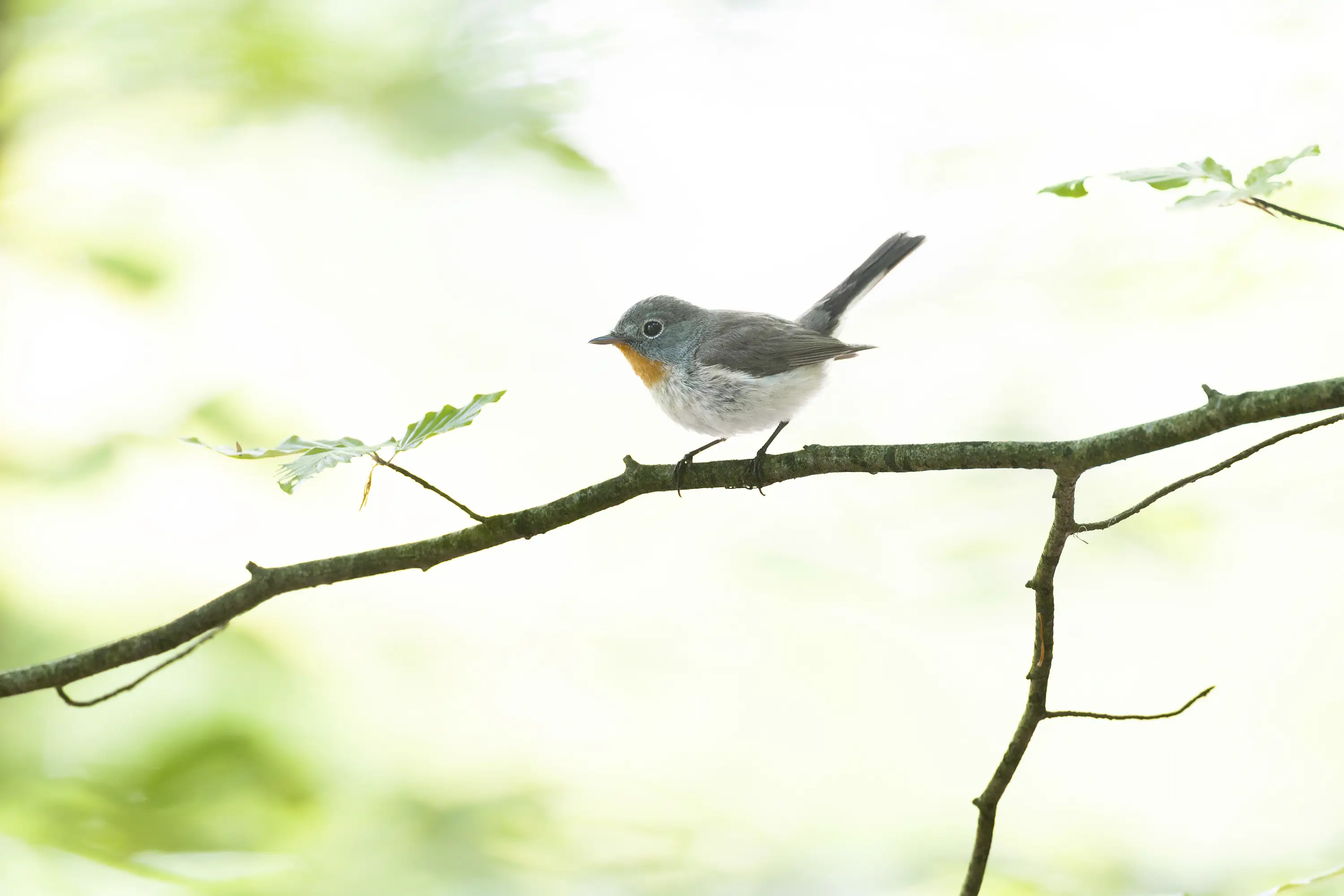 Was passt auf meinen Flexshooter?