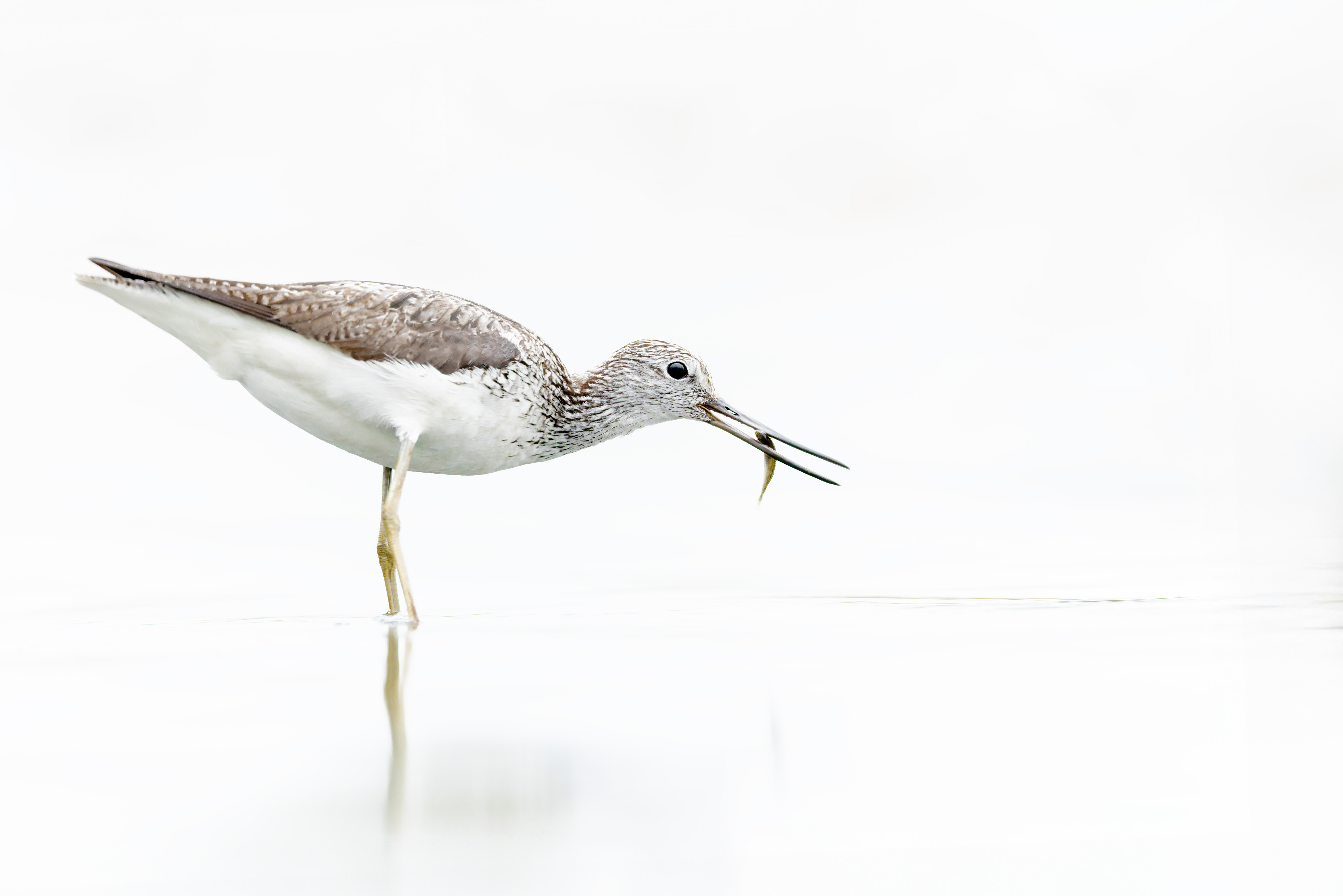 Vogelzug...  oder Fotografie im Liegen