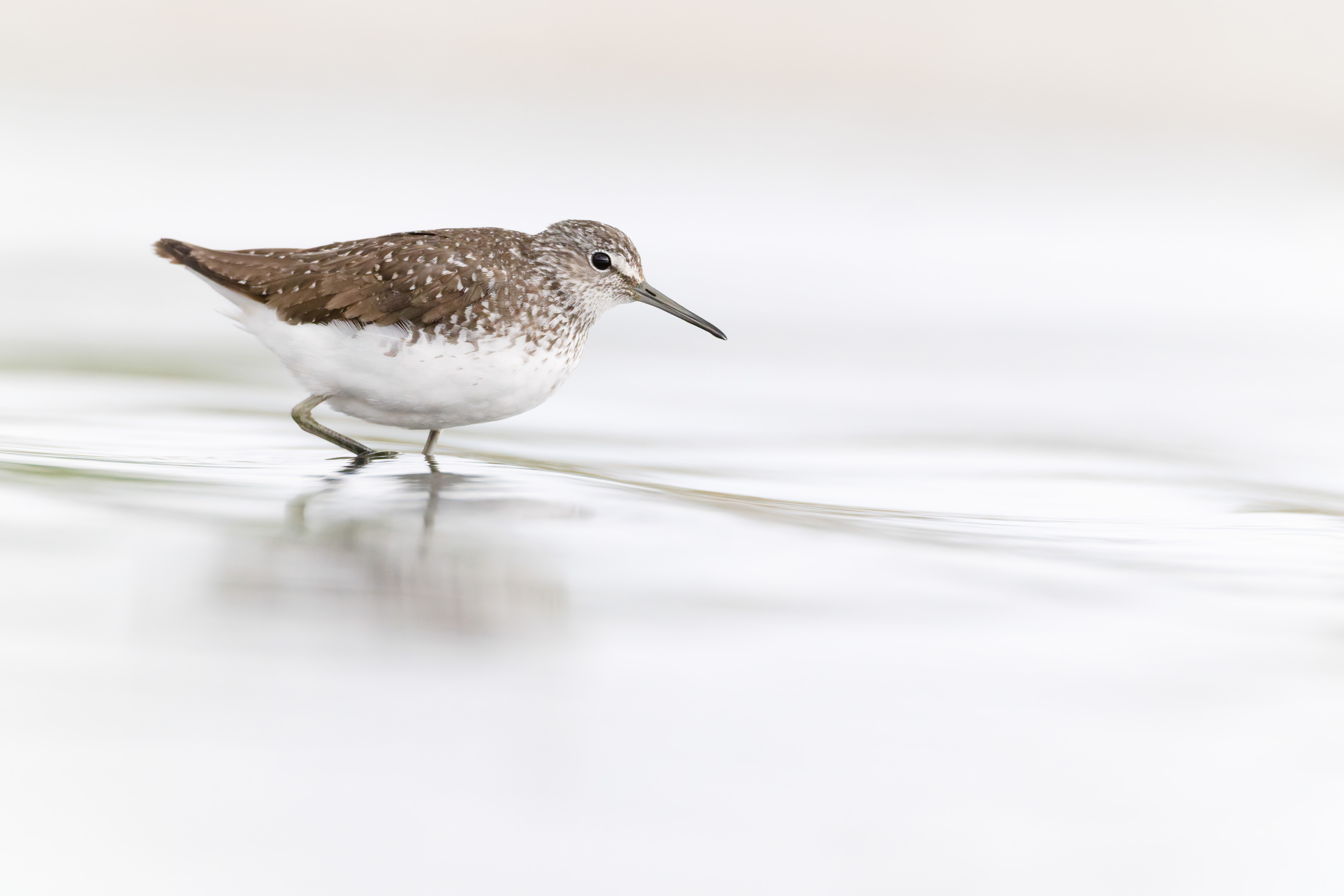 Vogelzug...  oder Fotografie im Liegen