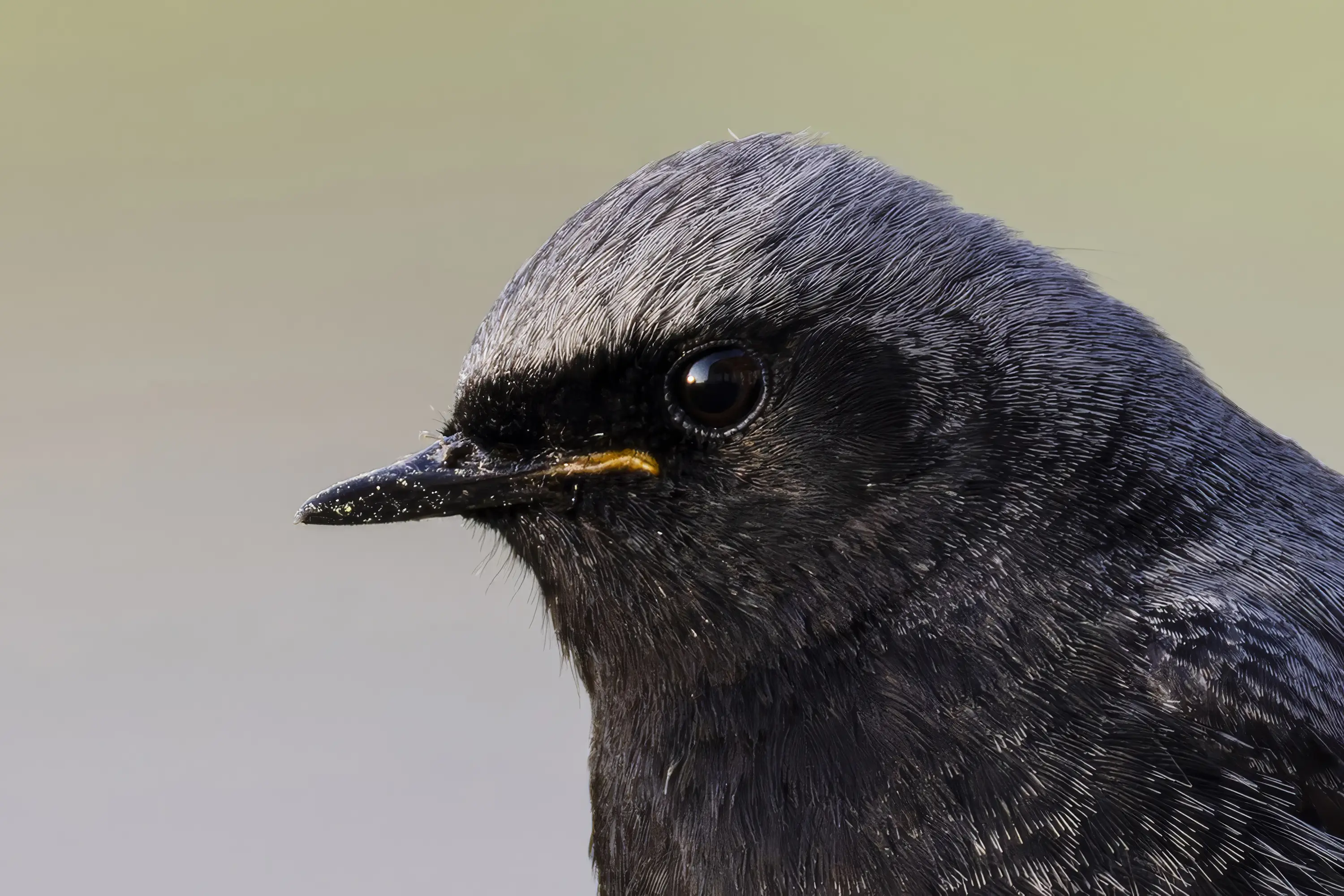 Connected - Straps for tripod, camera & lens