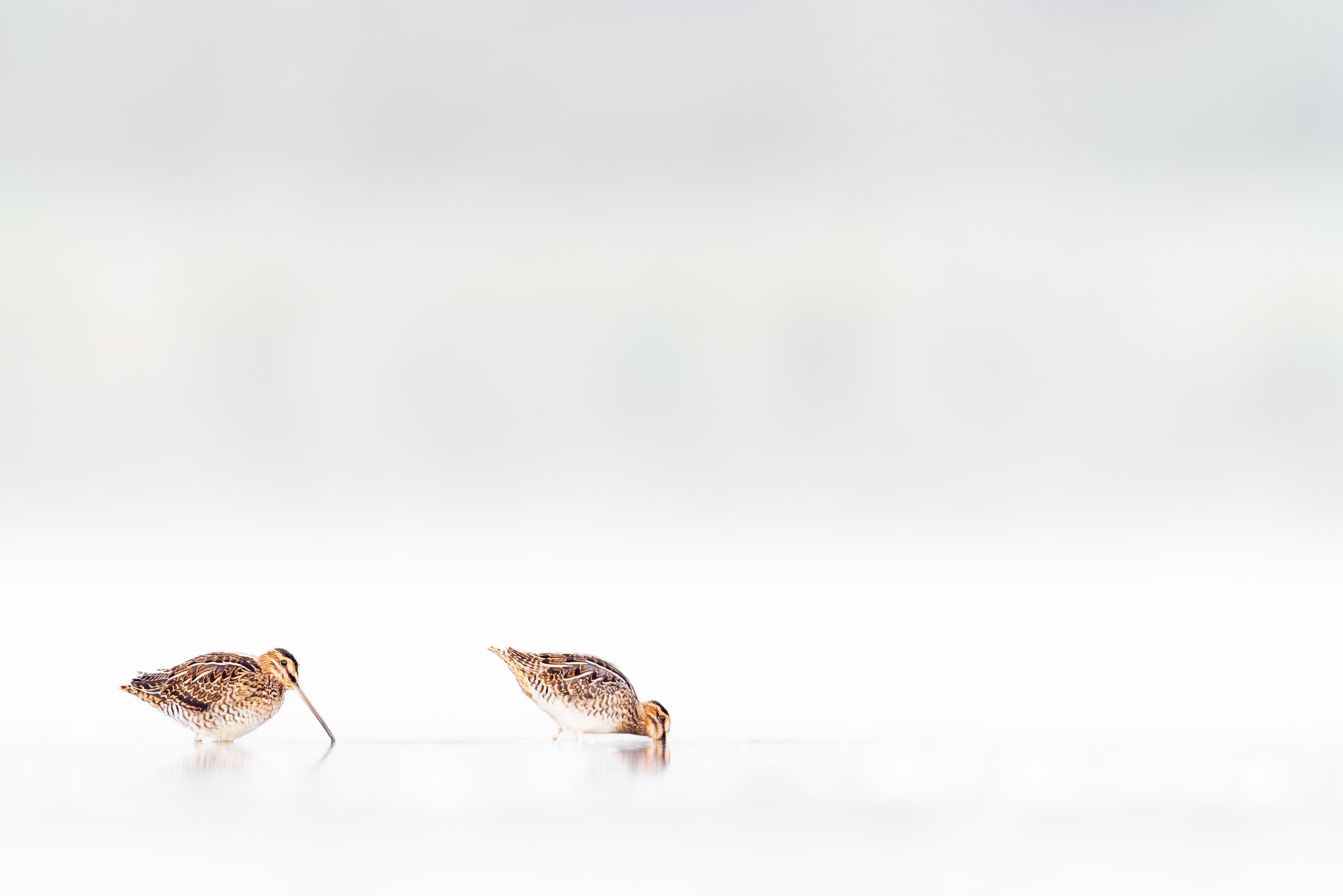Vogelzug...  oder Fotografie im Liegen