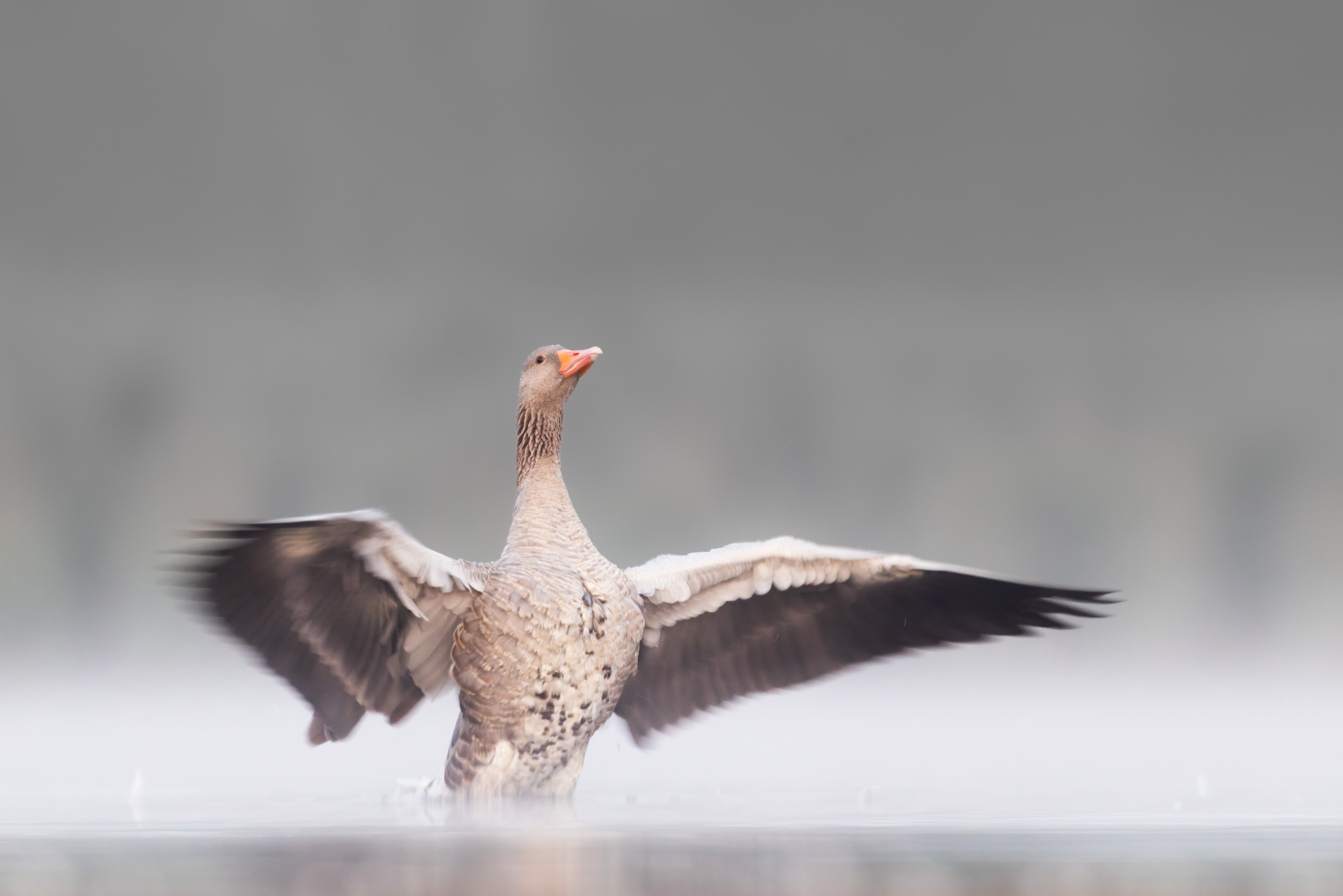 Vogelzug...  oder Fotografie im Liegen