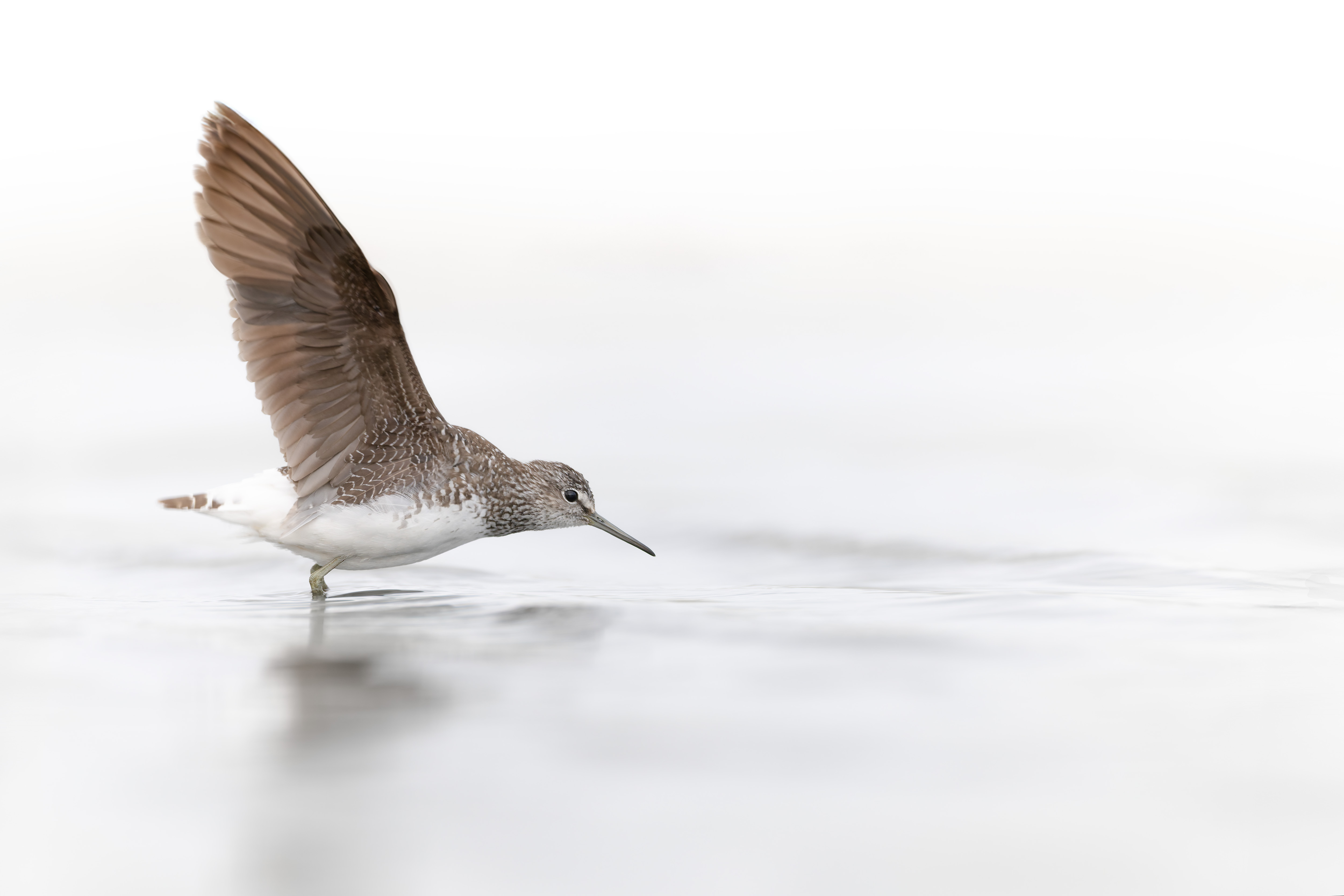 Vogelzug...  oder Fotografie im Liegen