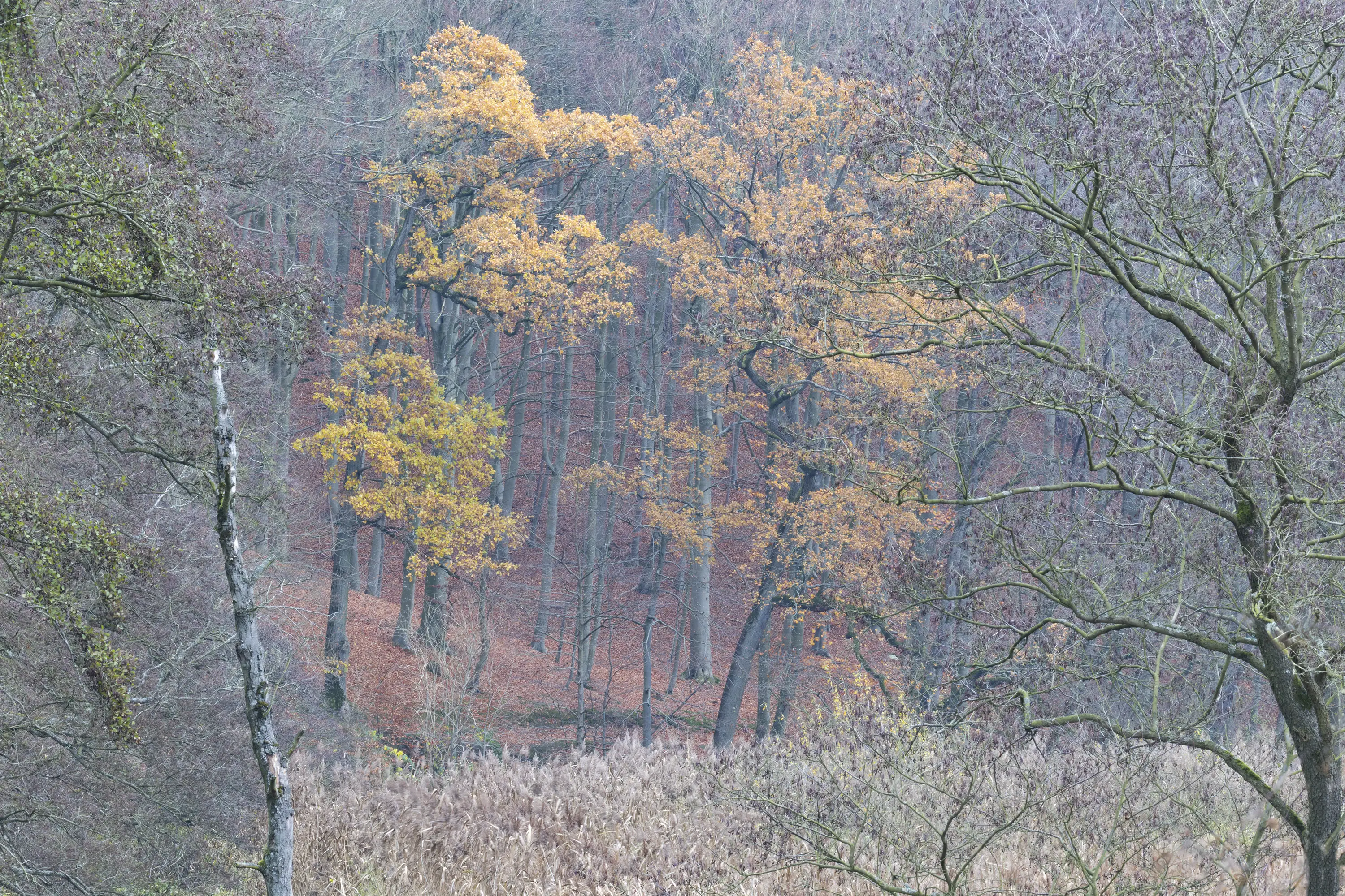 Connected - Straps for tripod, camera & lens