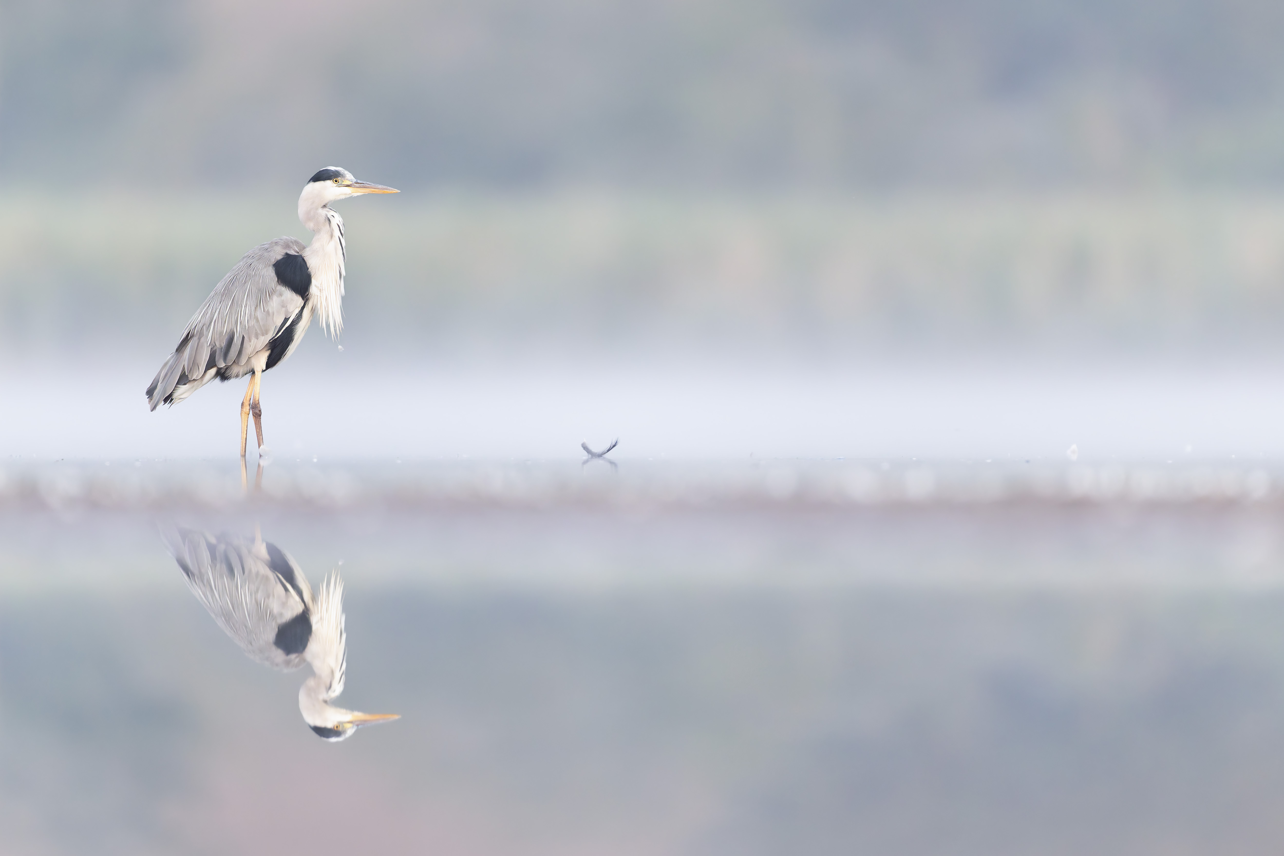 Vogelzug...  oder Fotografie im Liegen