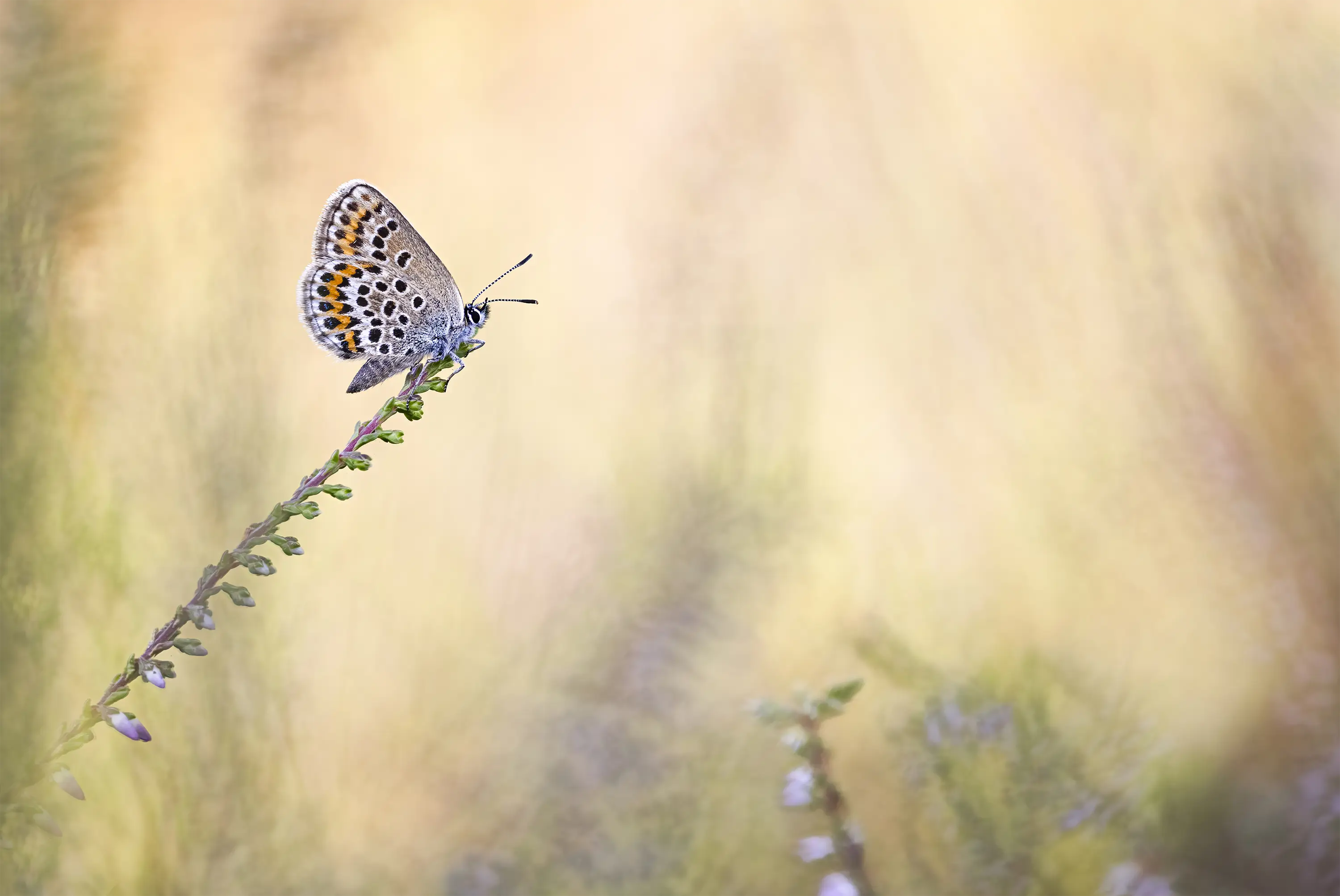 Makrozubehör von Wimberley, die Plamp-Family