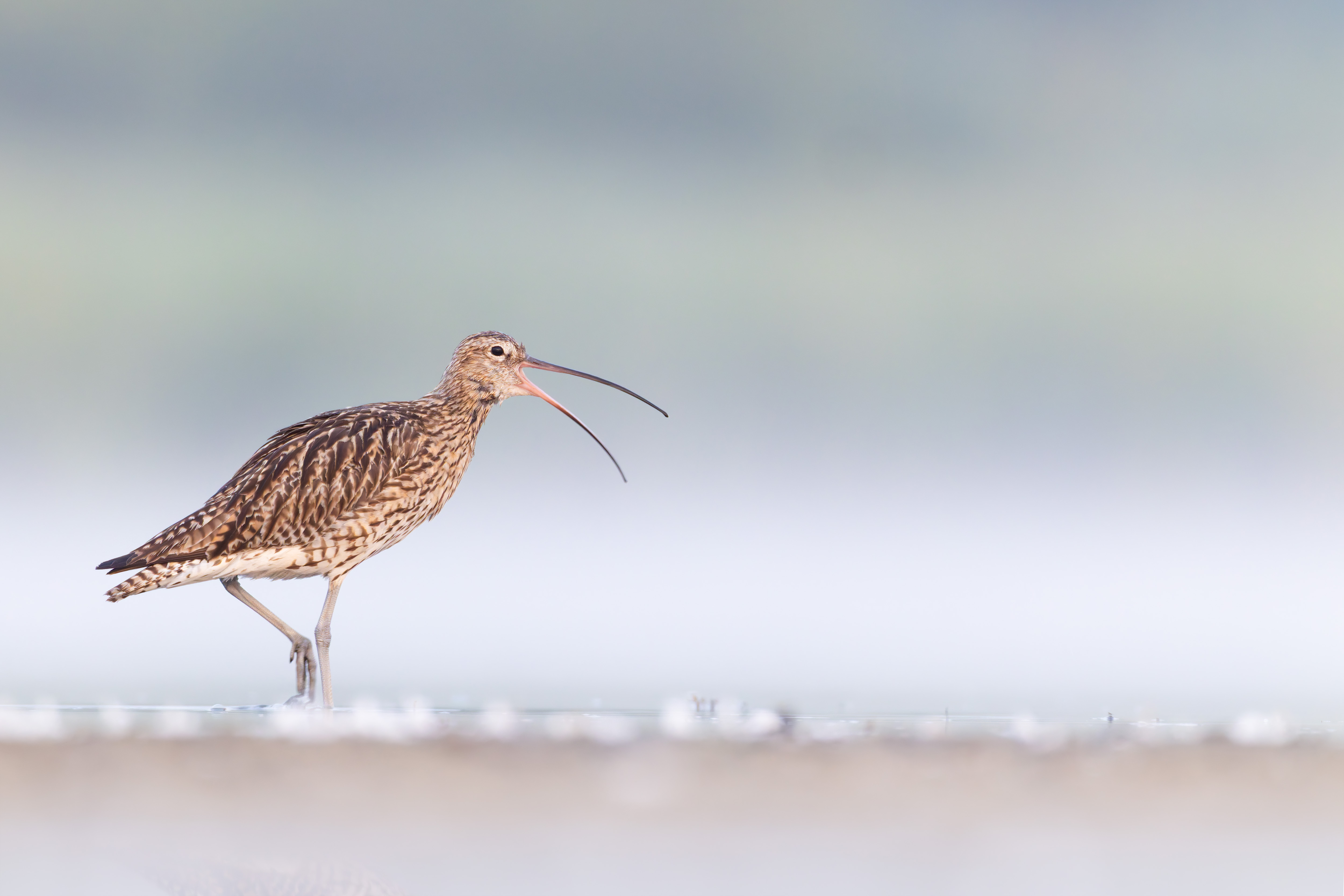 Vogelzug...  oder Fotografie im Liegen
