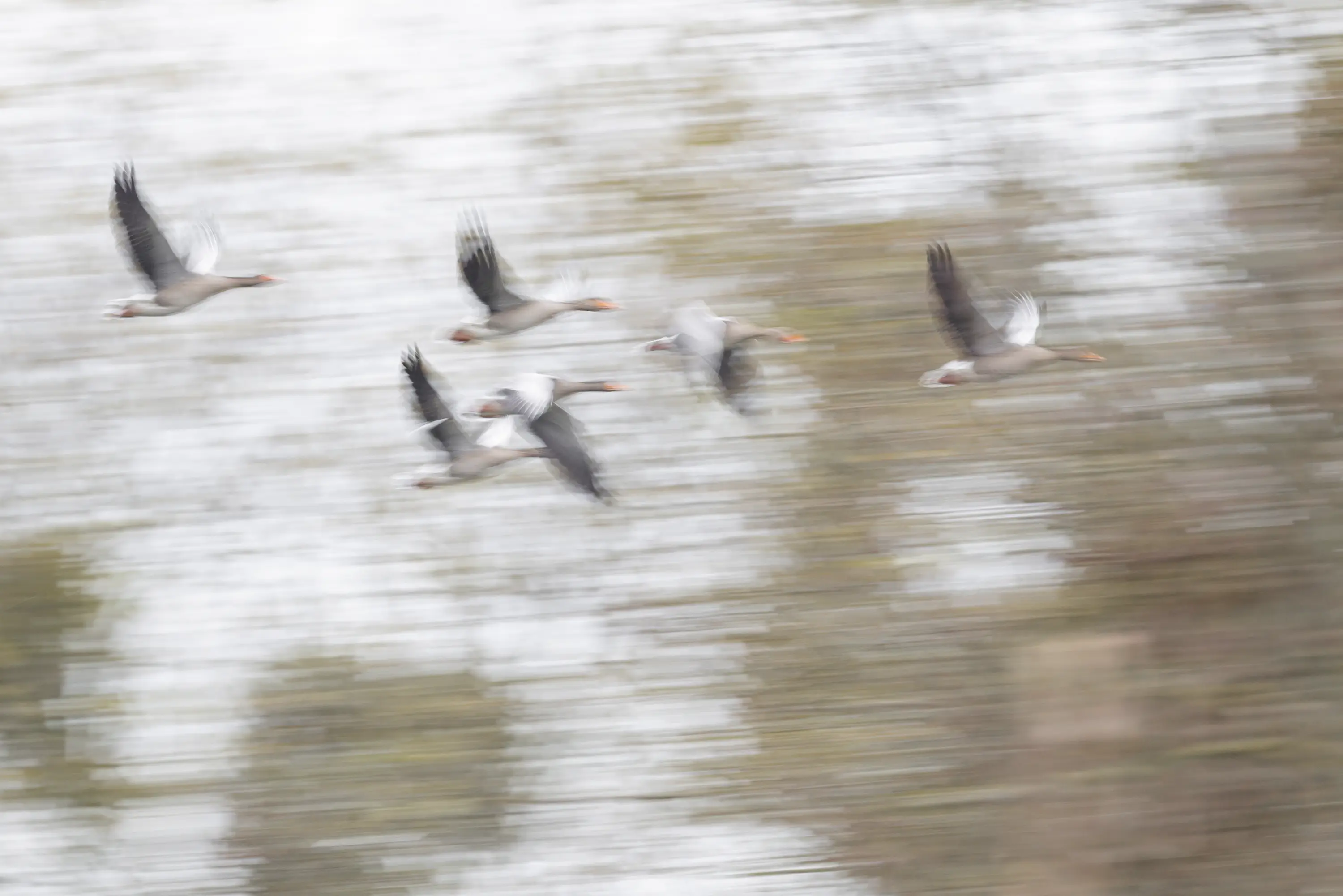 Connected - Straps for tripod, camera & lens