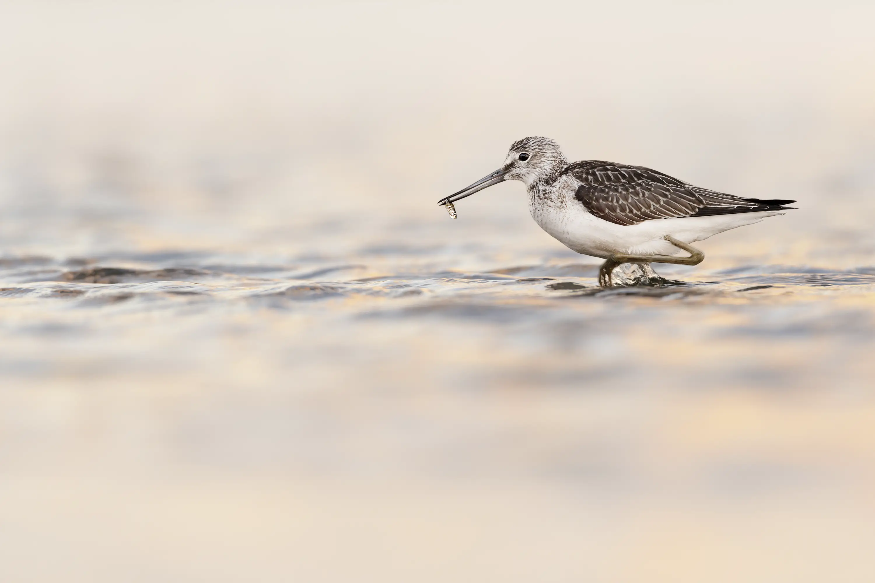 Connected - Straps for tripod, camera & lens