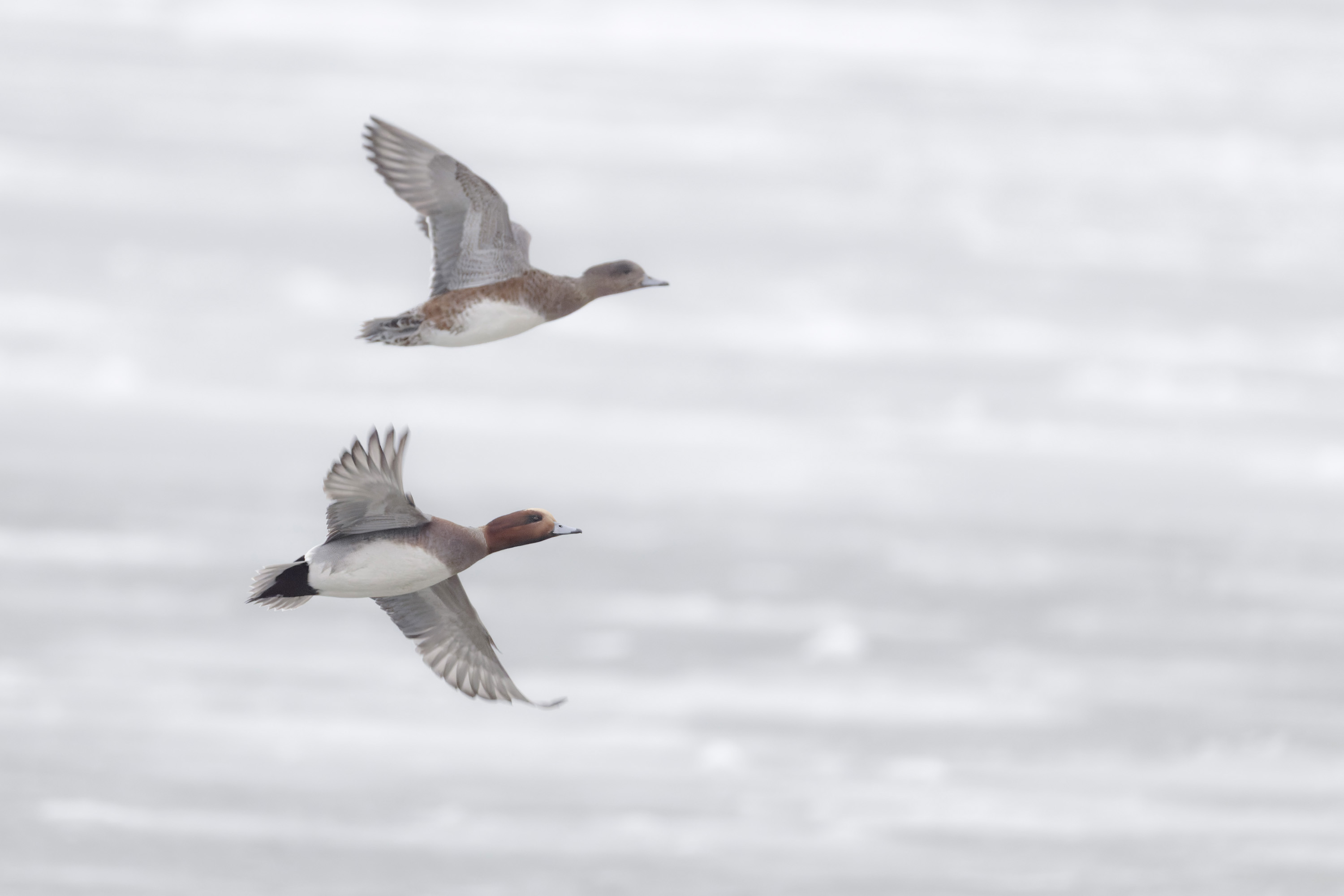 Winter, hard days for our feathered friends