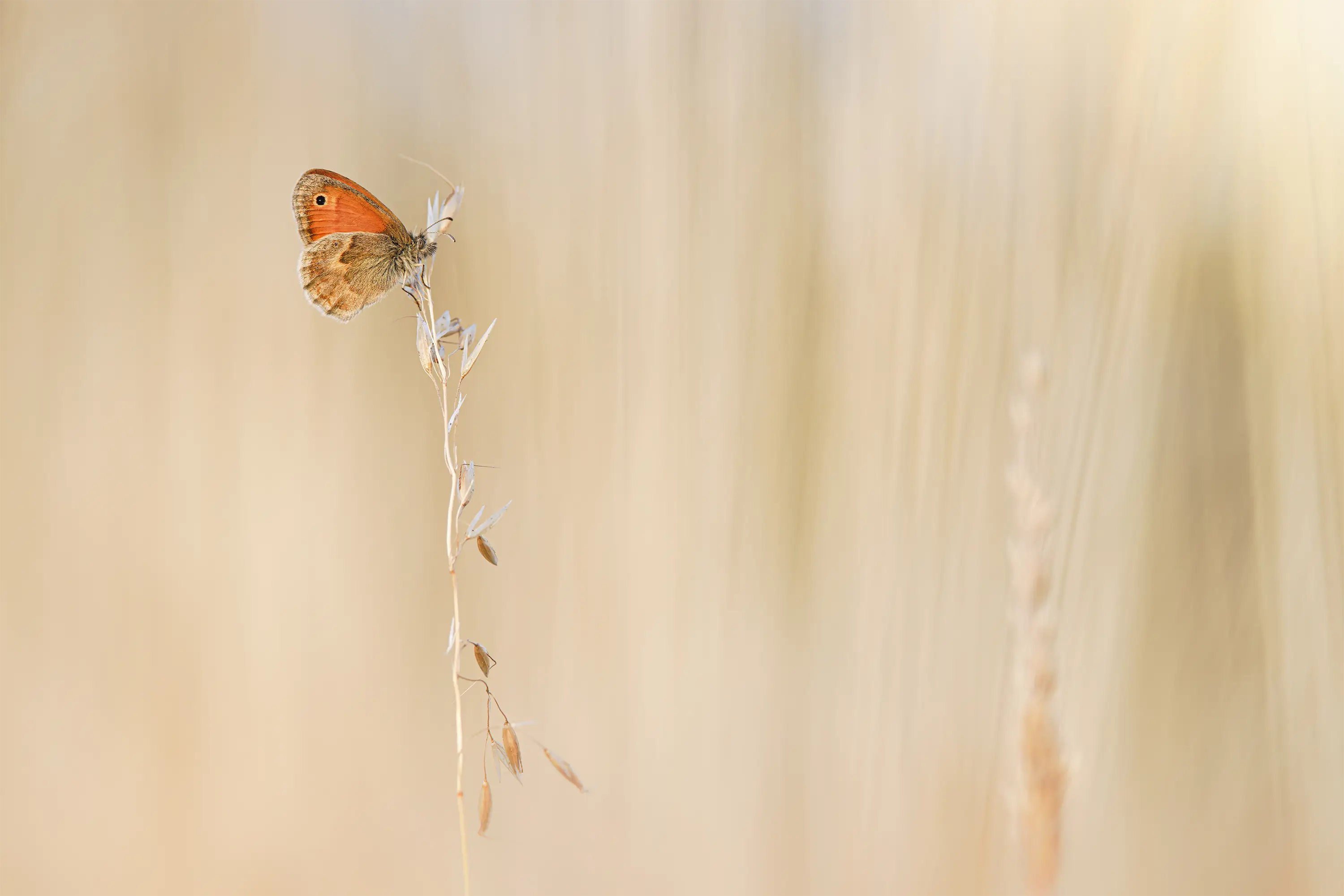 Makrozubehör von Wimberley, die Plamp-Family