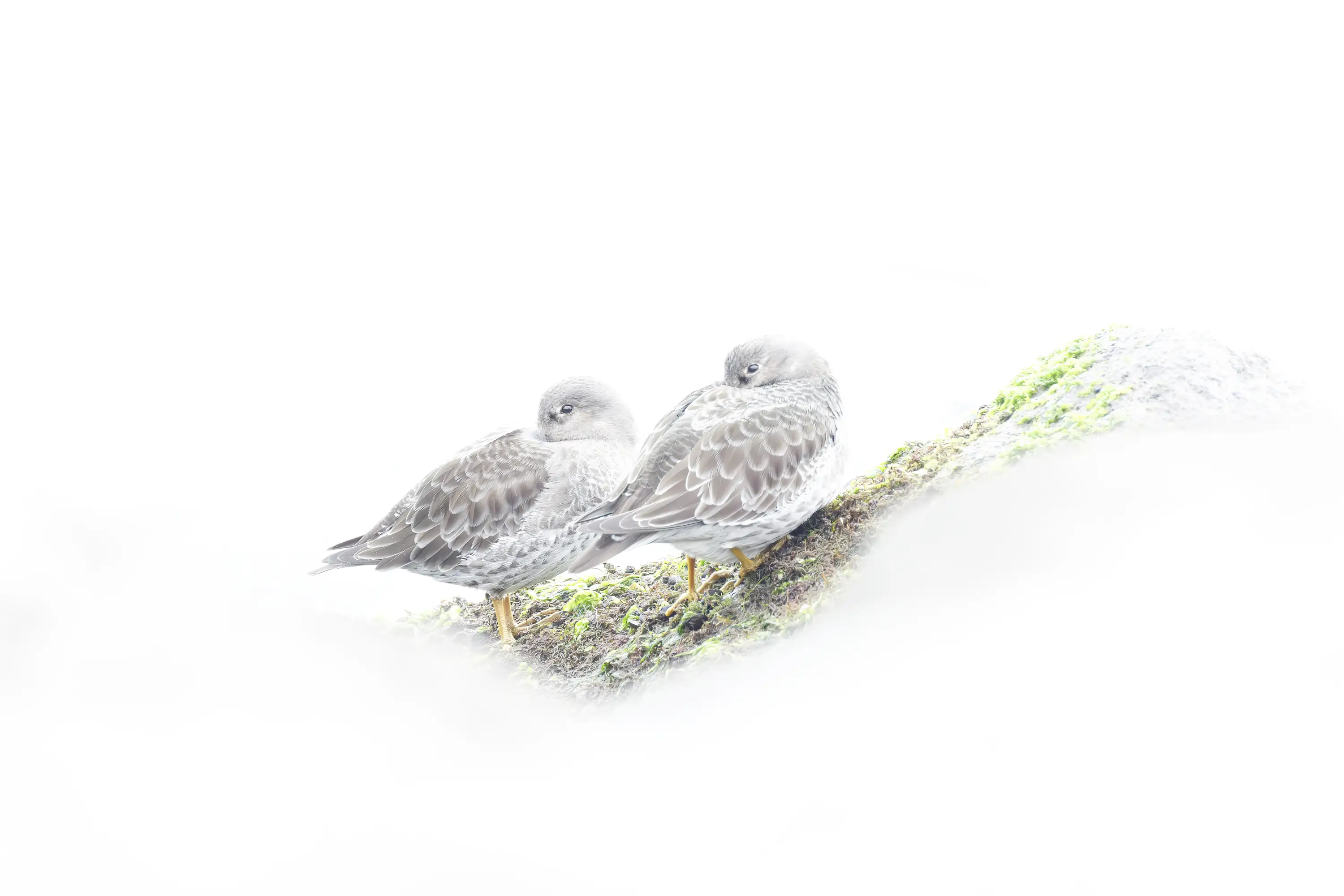 Was passt auf meinen Flexshooter?