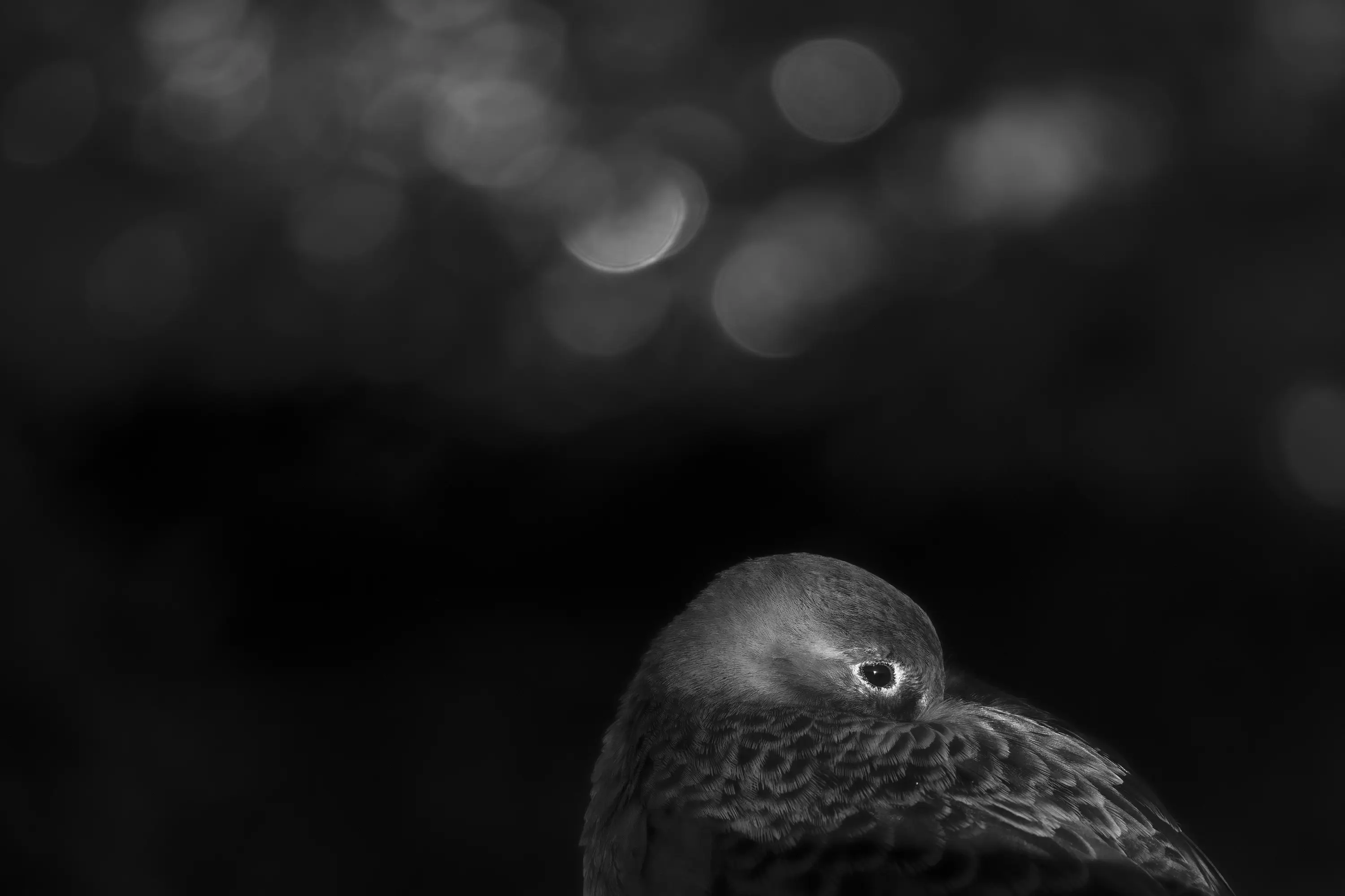 Was passt auf meinen Flexshooter?