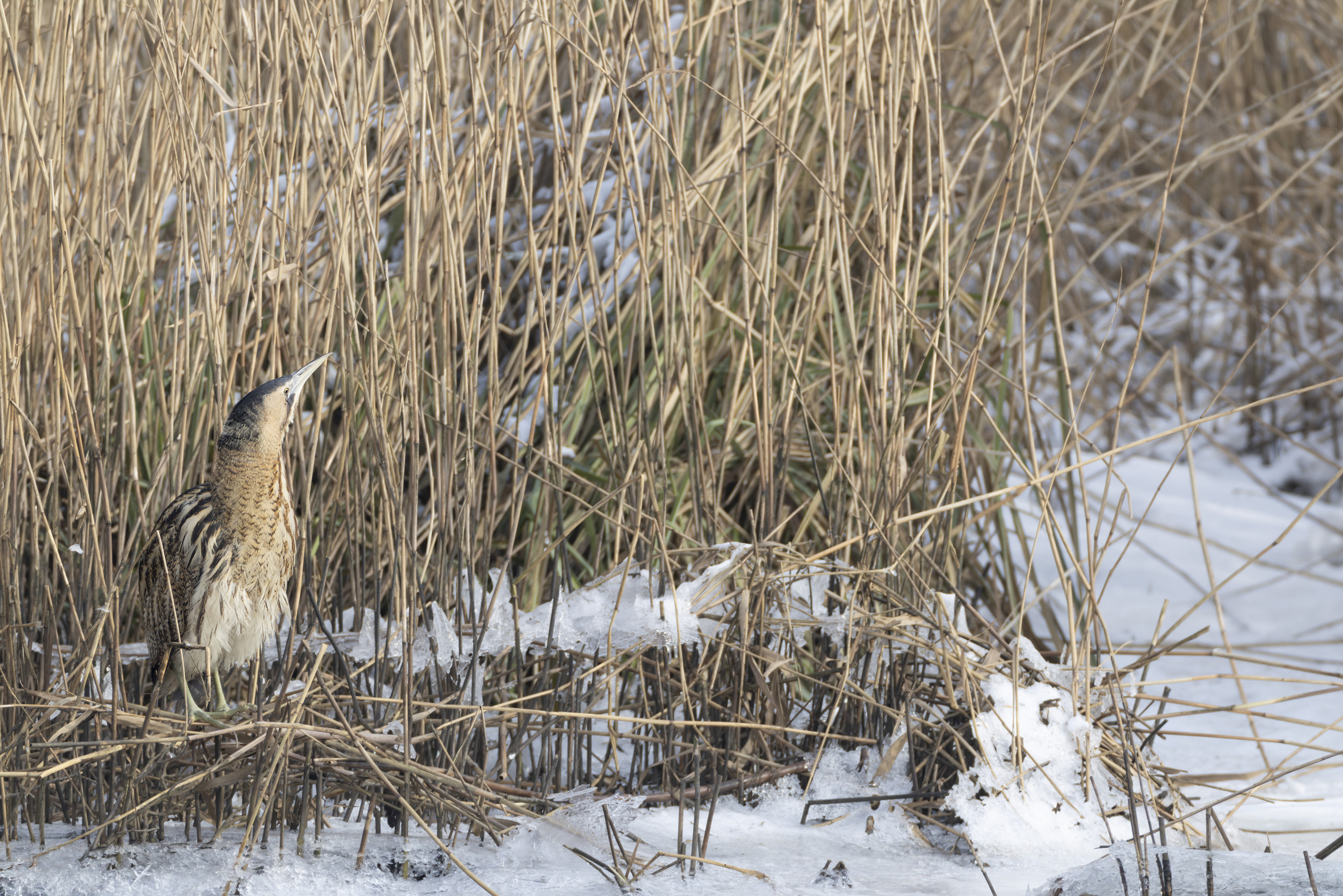 Das MOLLE-System (Modular Lightweight Load-carrying Equipment) an Fotorucksäcken