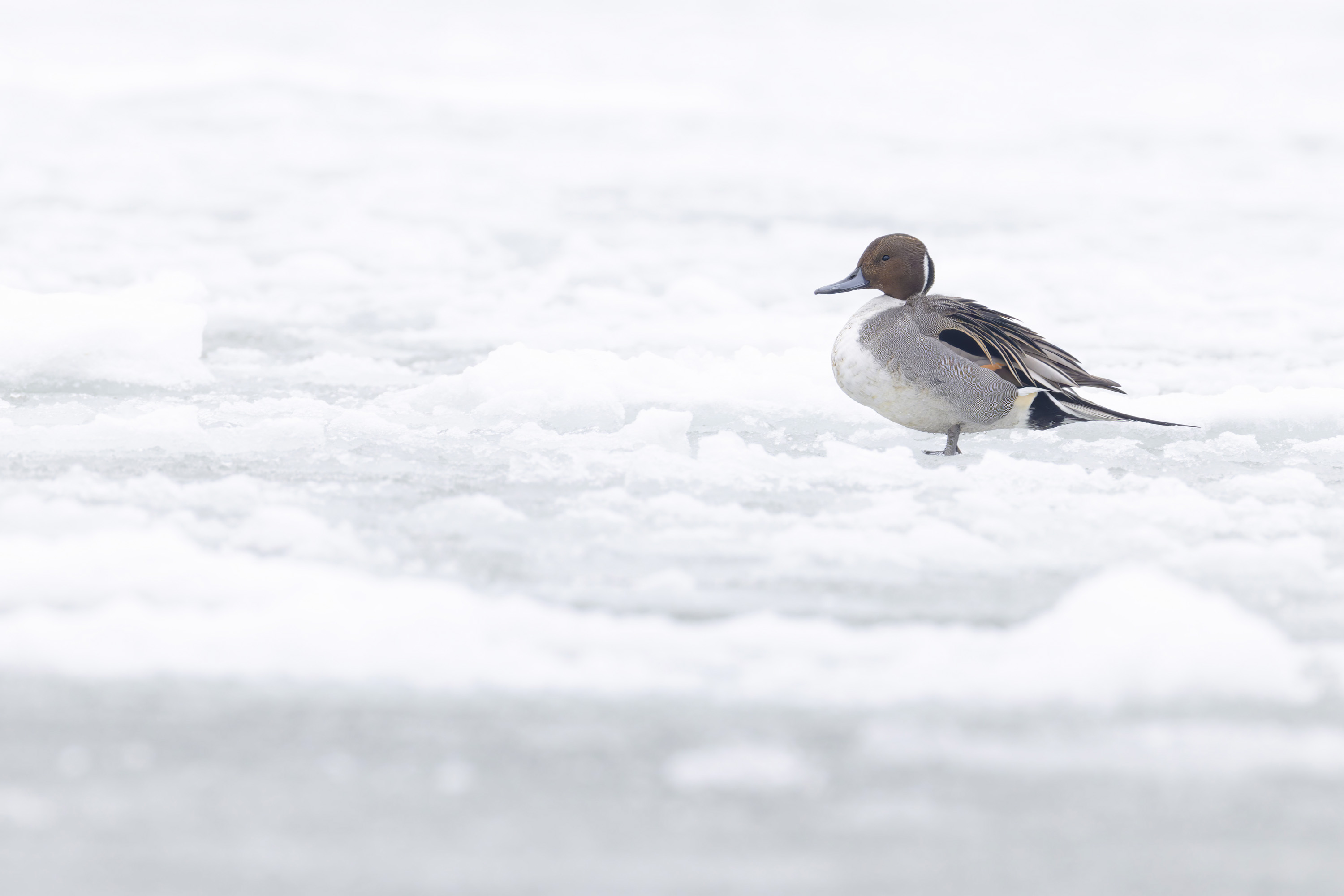 Winter, hard days for our feathered friends