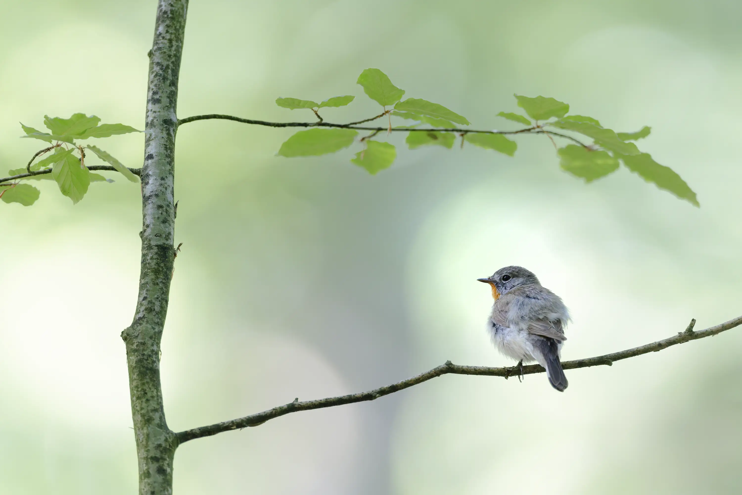 Connected - Straps for tripod, camera & lens