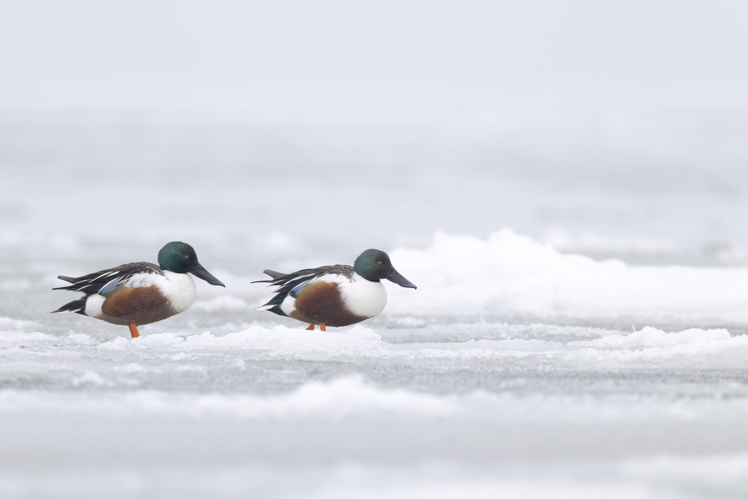 Winter, hard days for our feathered friends