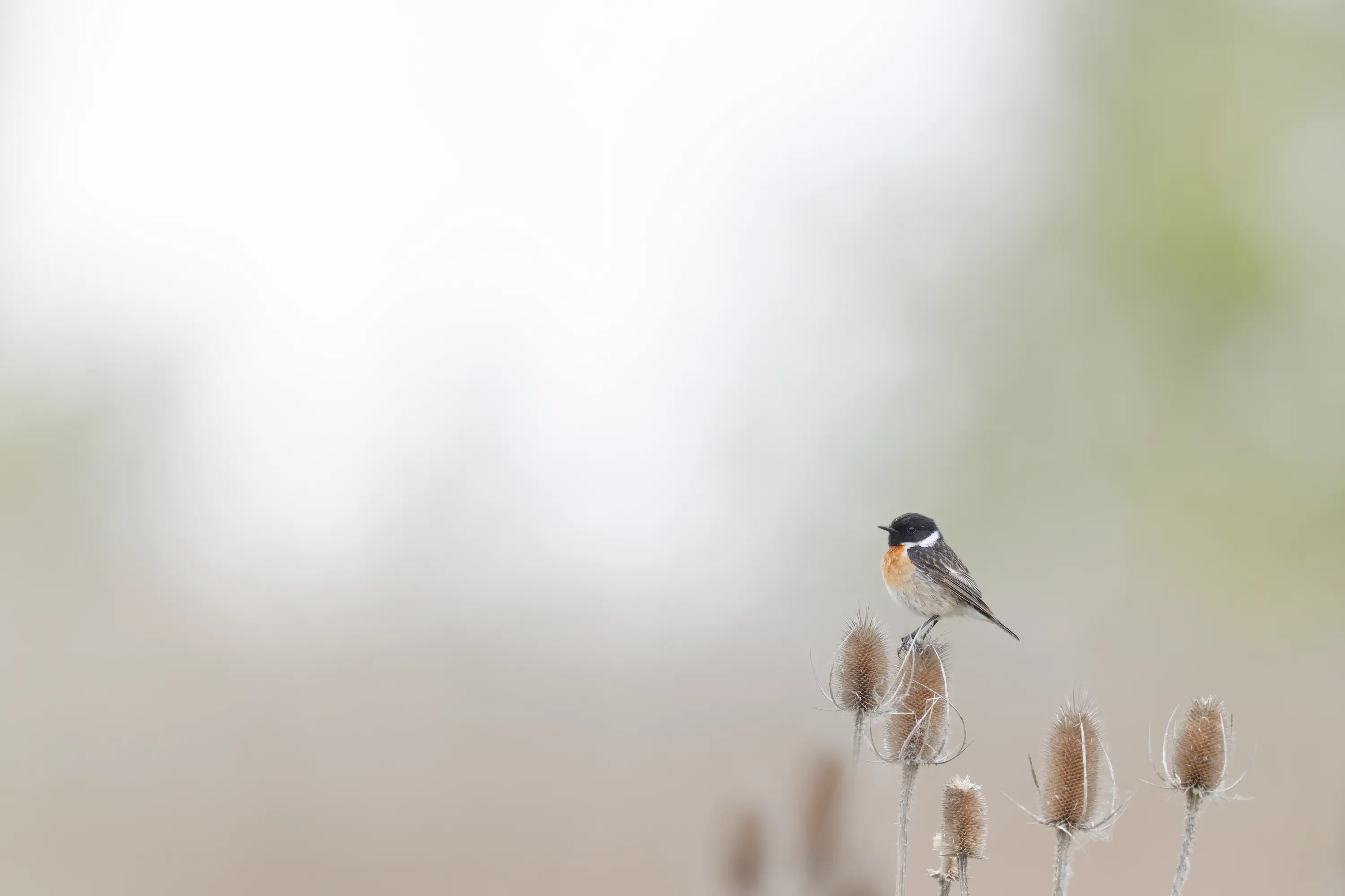 Was passt auf meinen Flexshooter?
