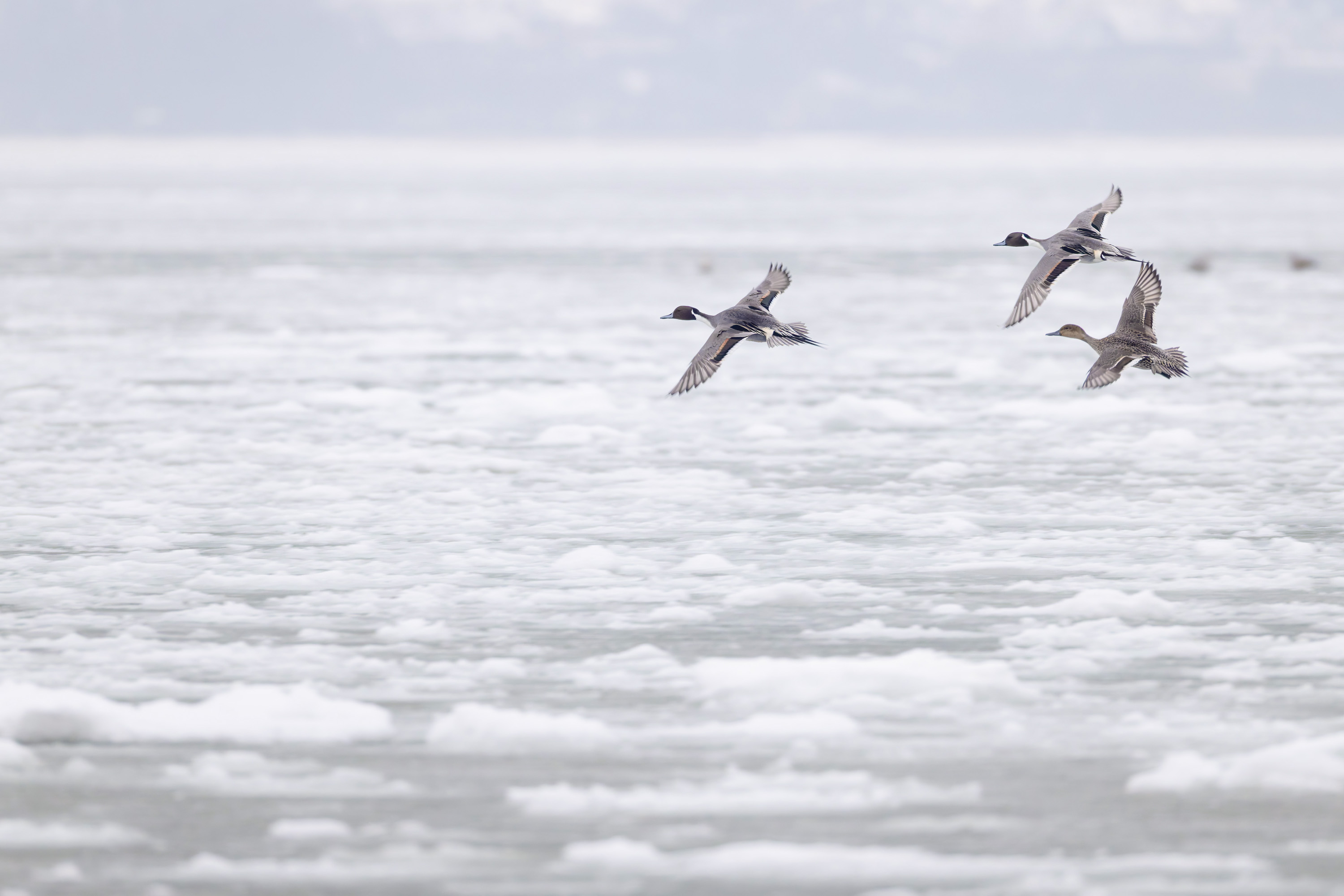Winter, hard days for our feathered friends