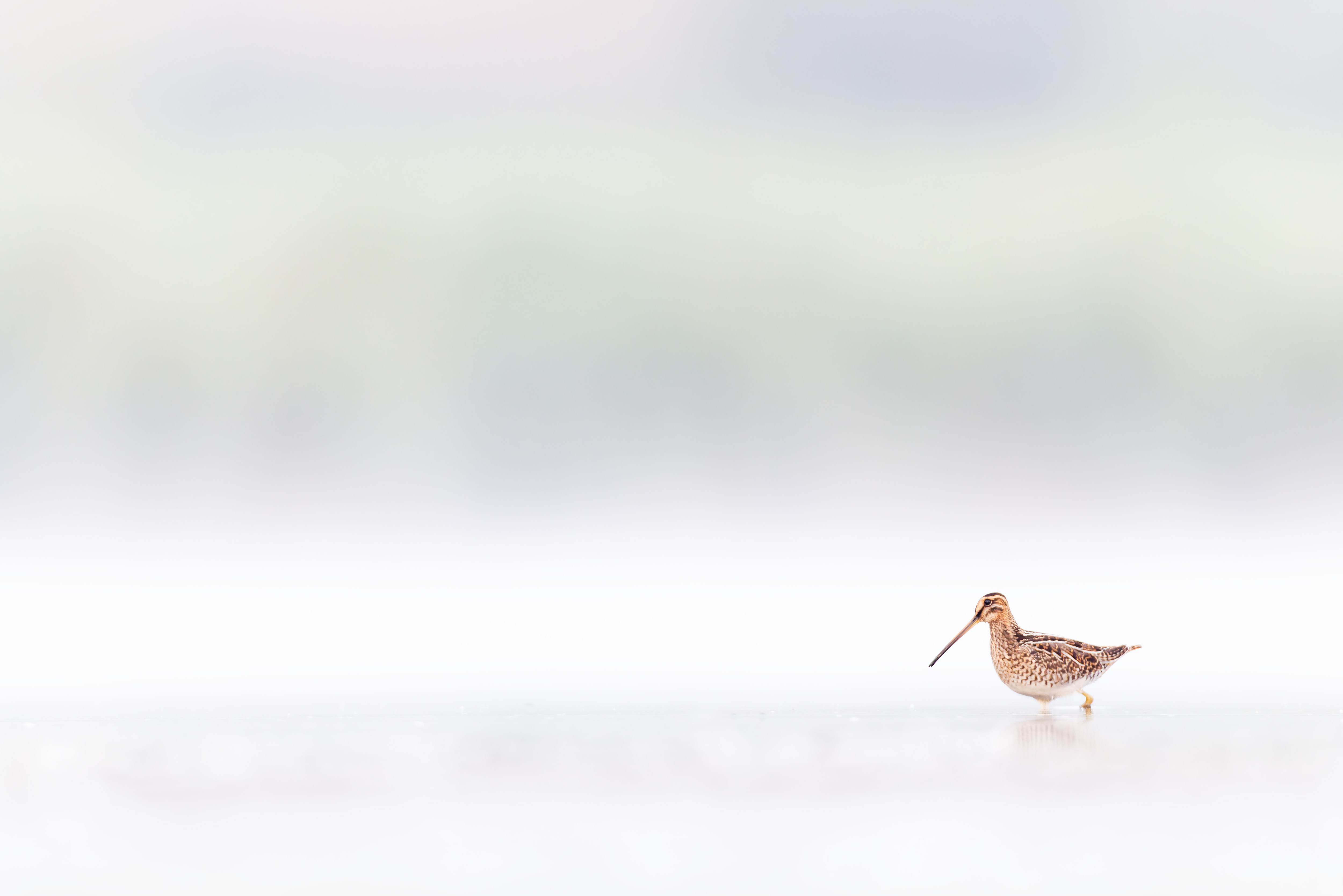 Vogelzug...  oder Fotografie im Liegen