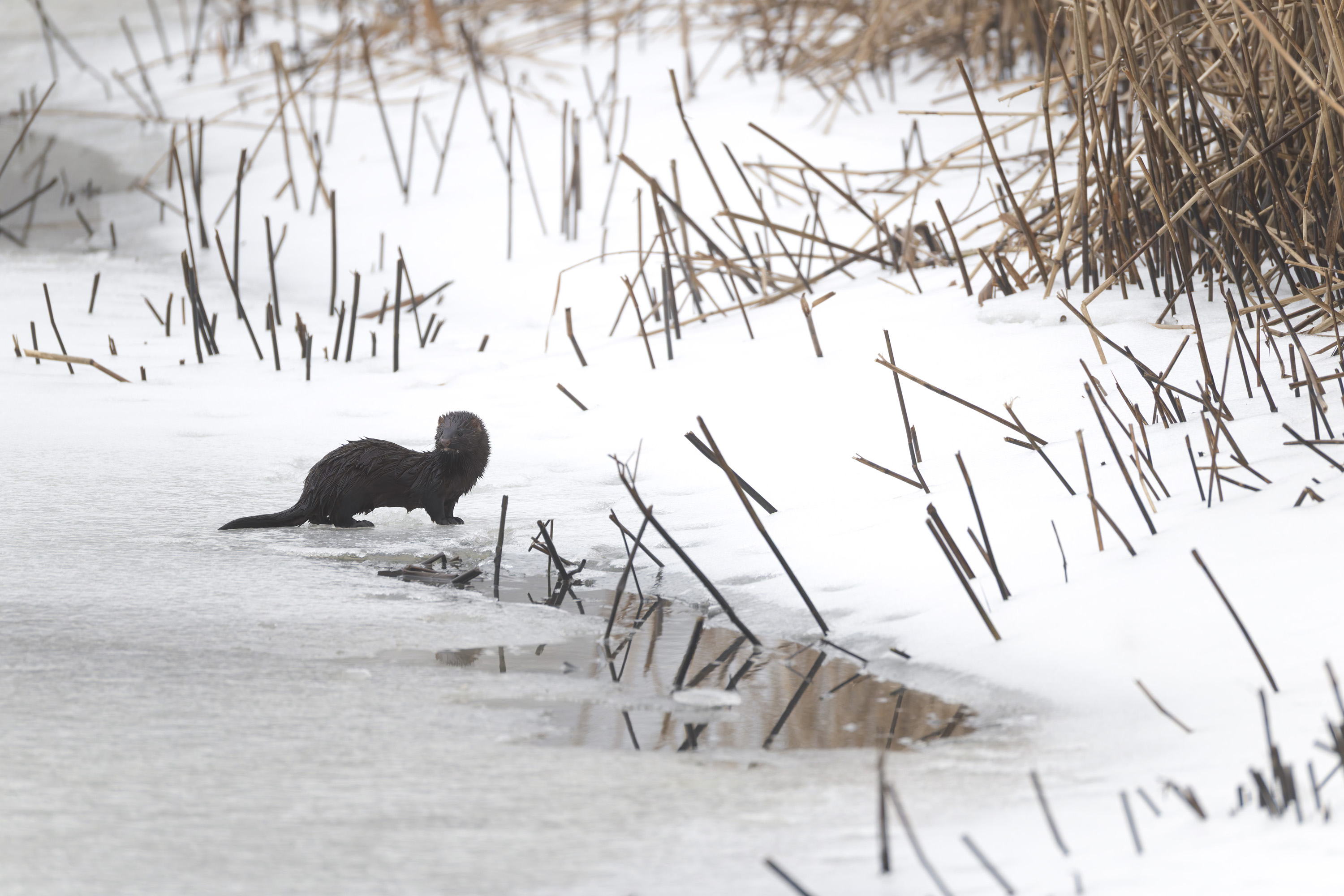 Minimaler Platzbedarf, maximaler Transportschutz für große Tele - LensCoat TravelCoat