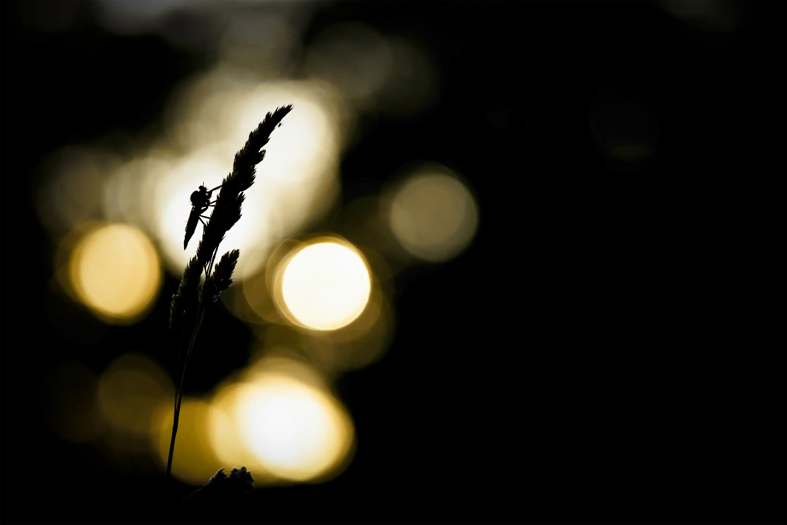 Makrozubehör von Wimberley, die Plamp-Family