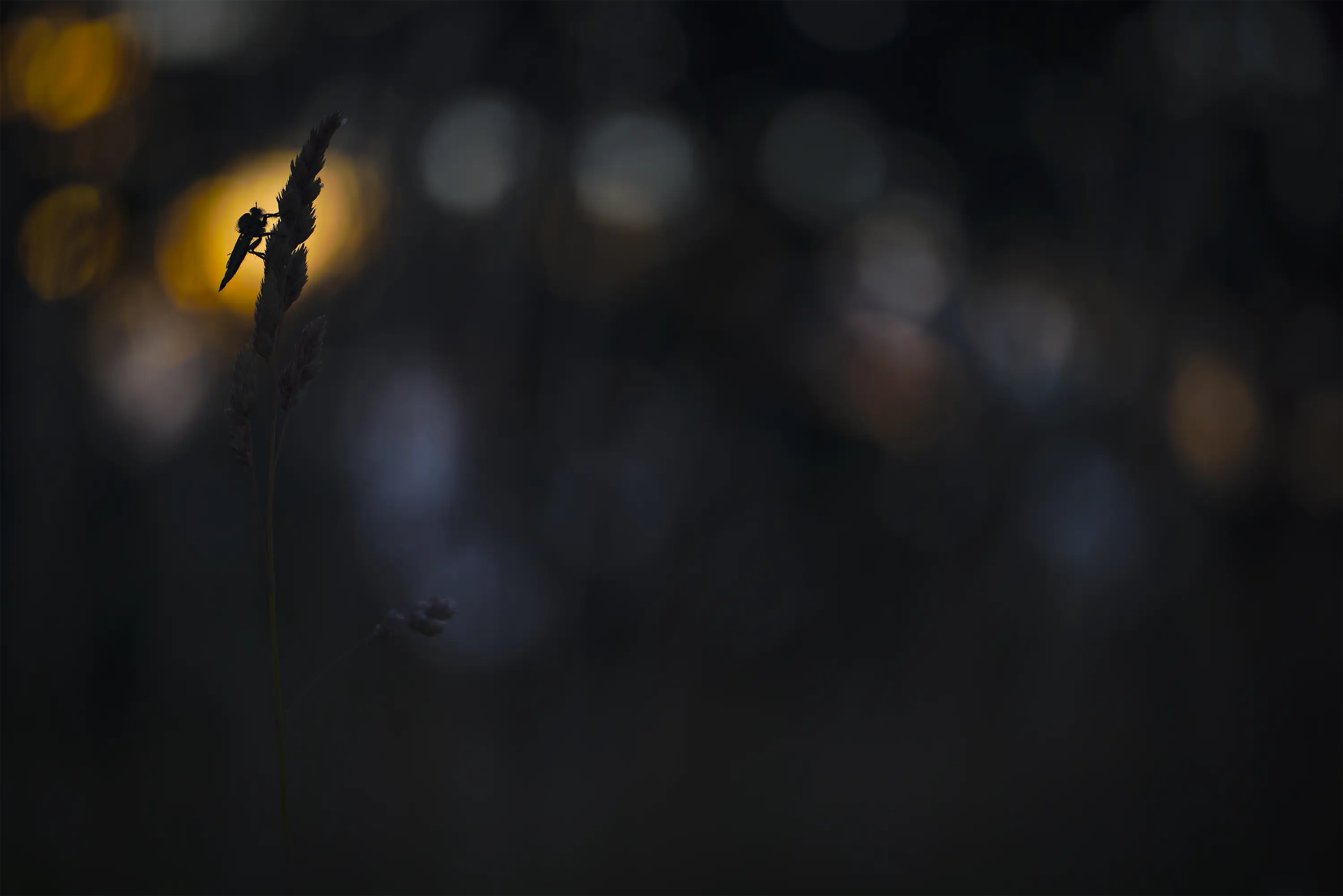 Makrozubehör von Wimberley, die Plamp-Family