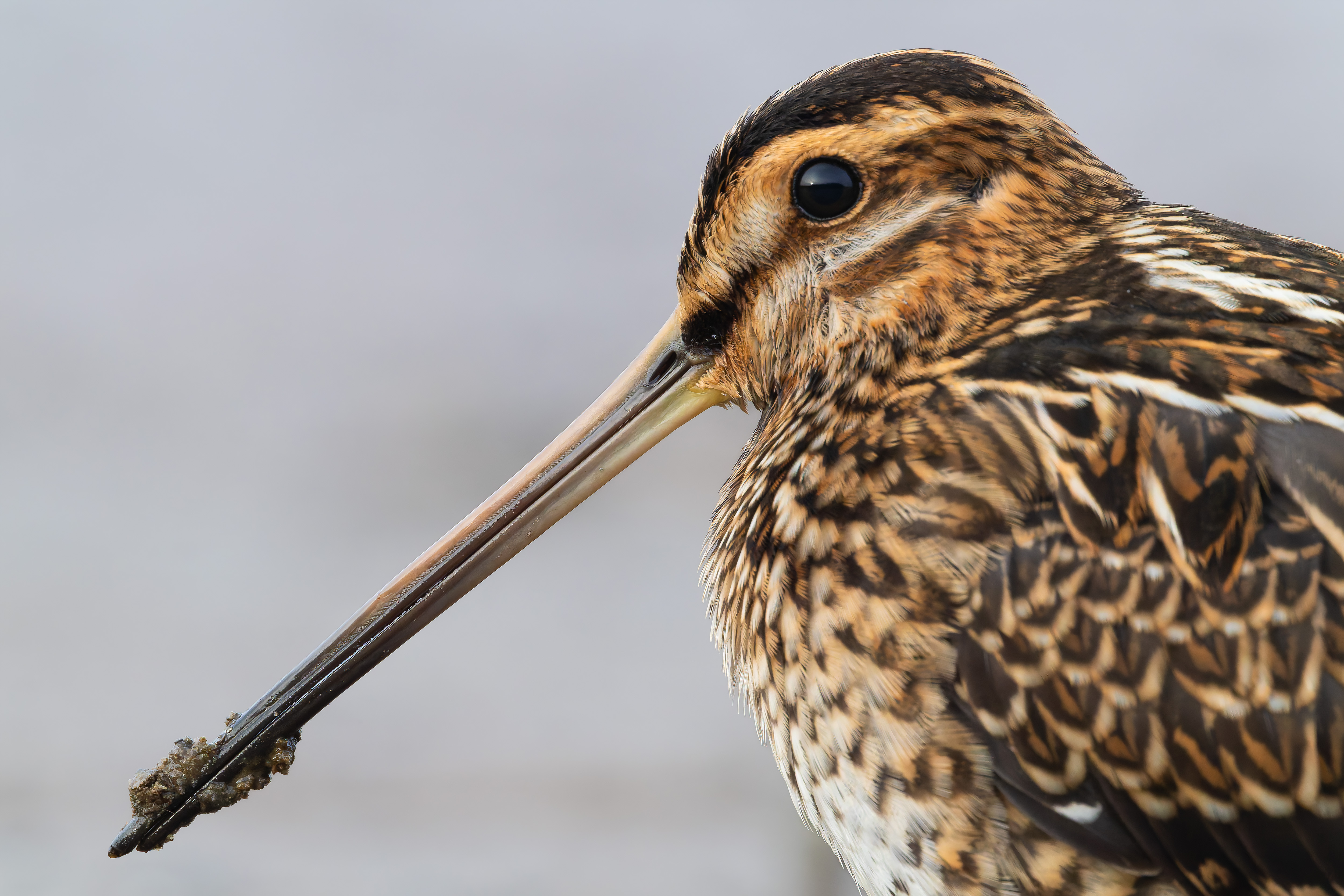 Vogelzug...  oder Fotografie im Liegen