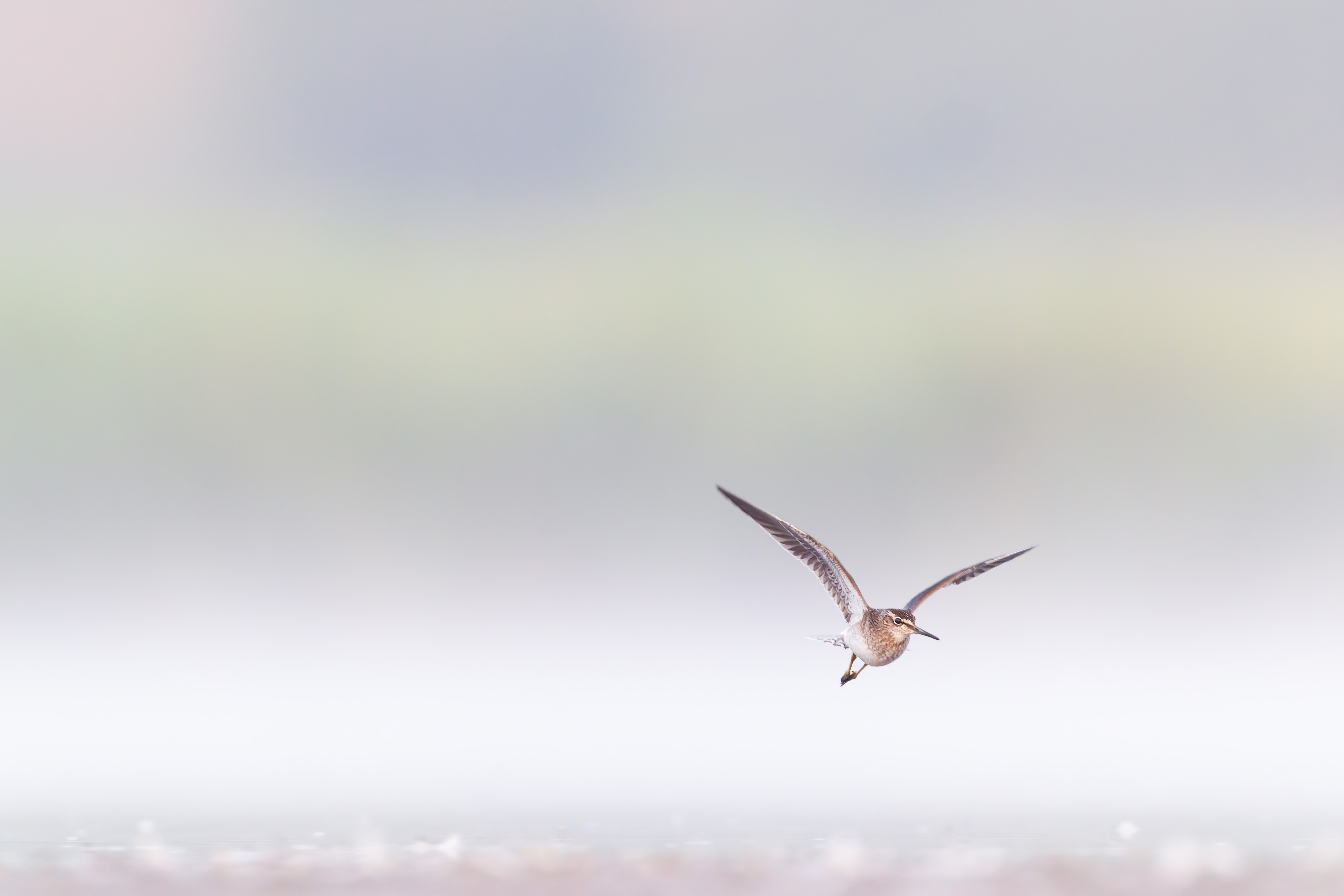 Vogelzug...  oder Fotografie im Liegen